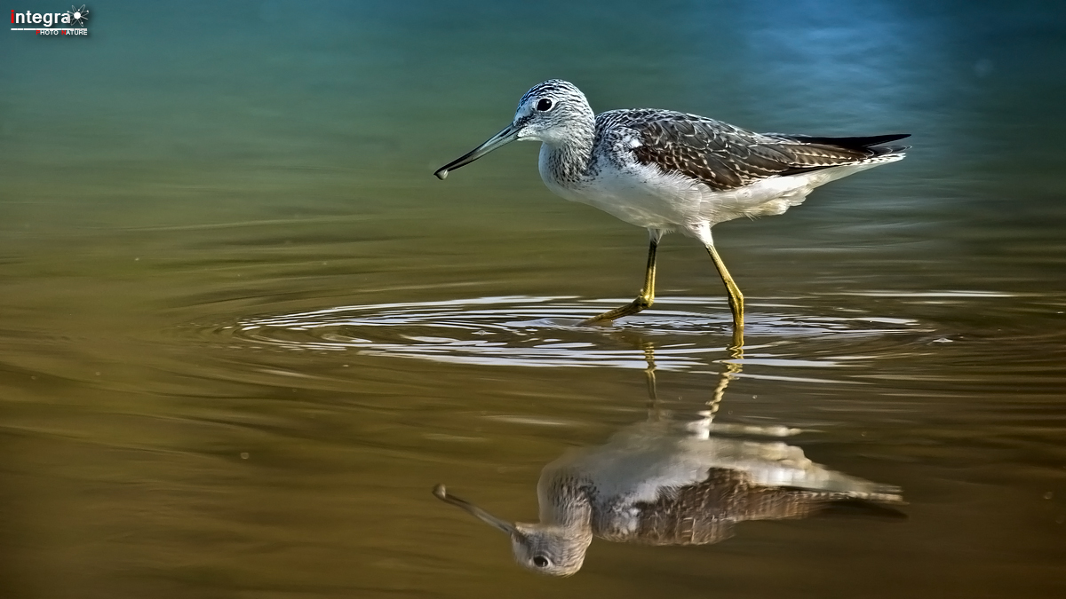 Fare cerchi nell'acqua II