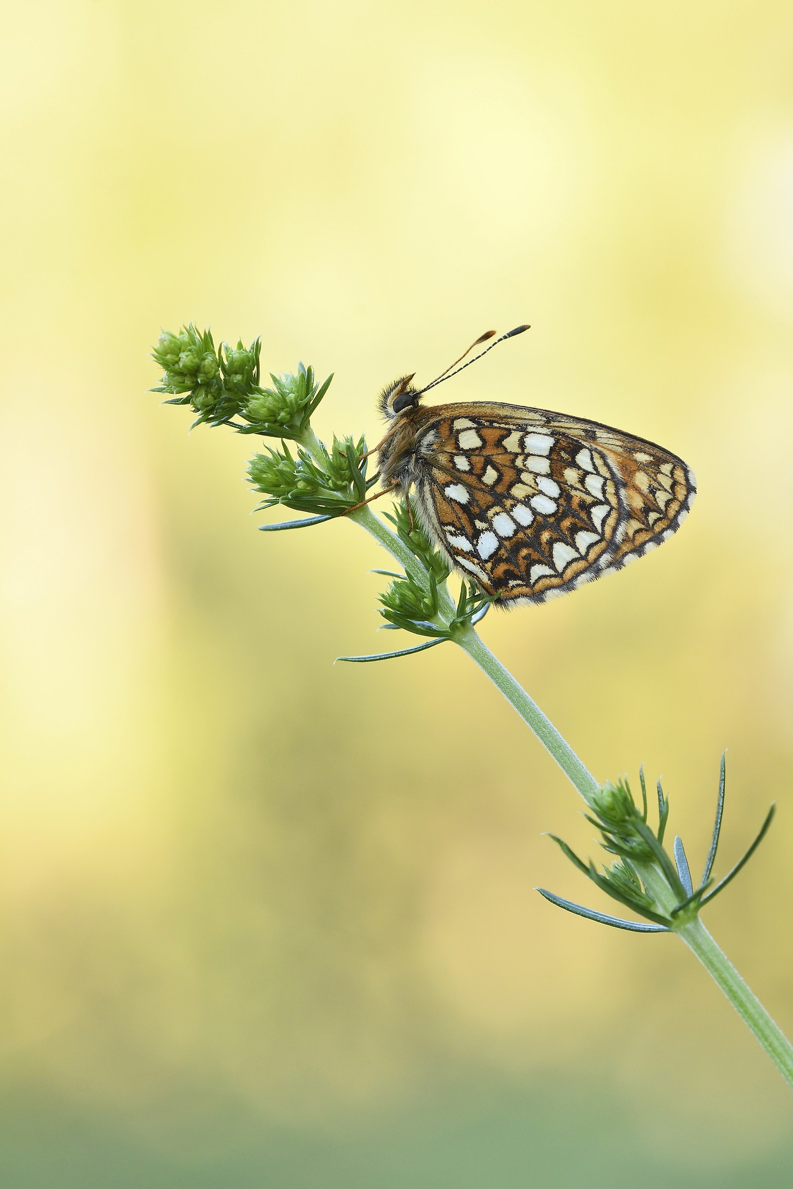 Melitaea diamina