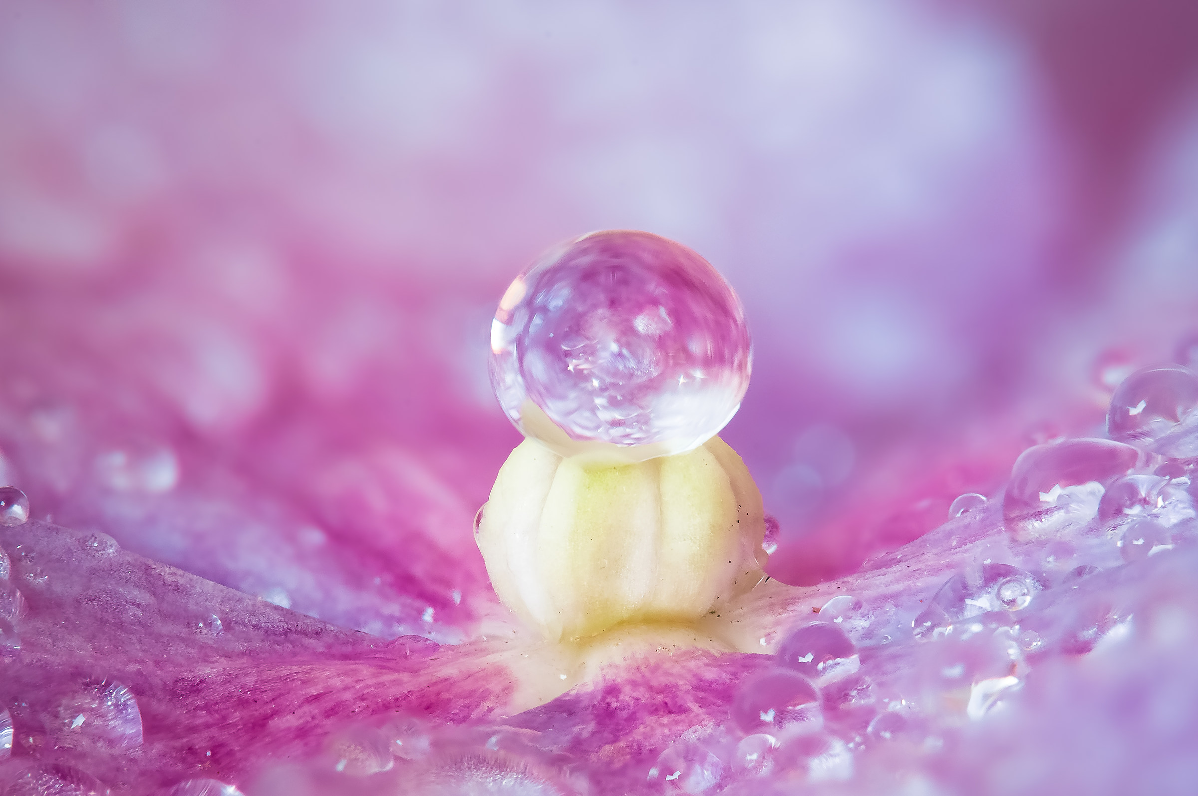 Drops e Flowers Gocce e Fiori Riflessi Mario Nicorelli