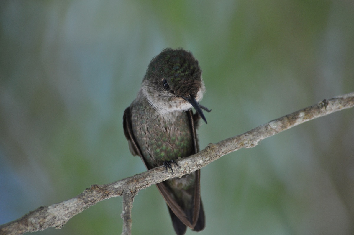 Santo Domingo hummingbird