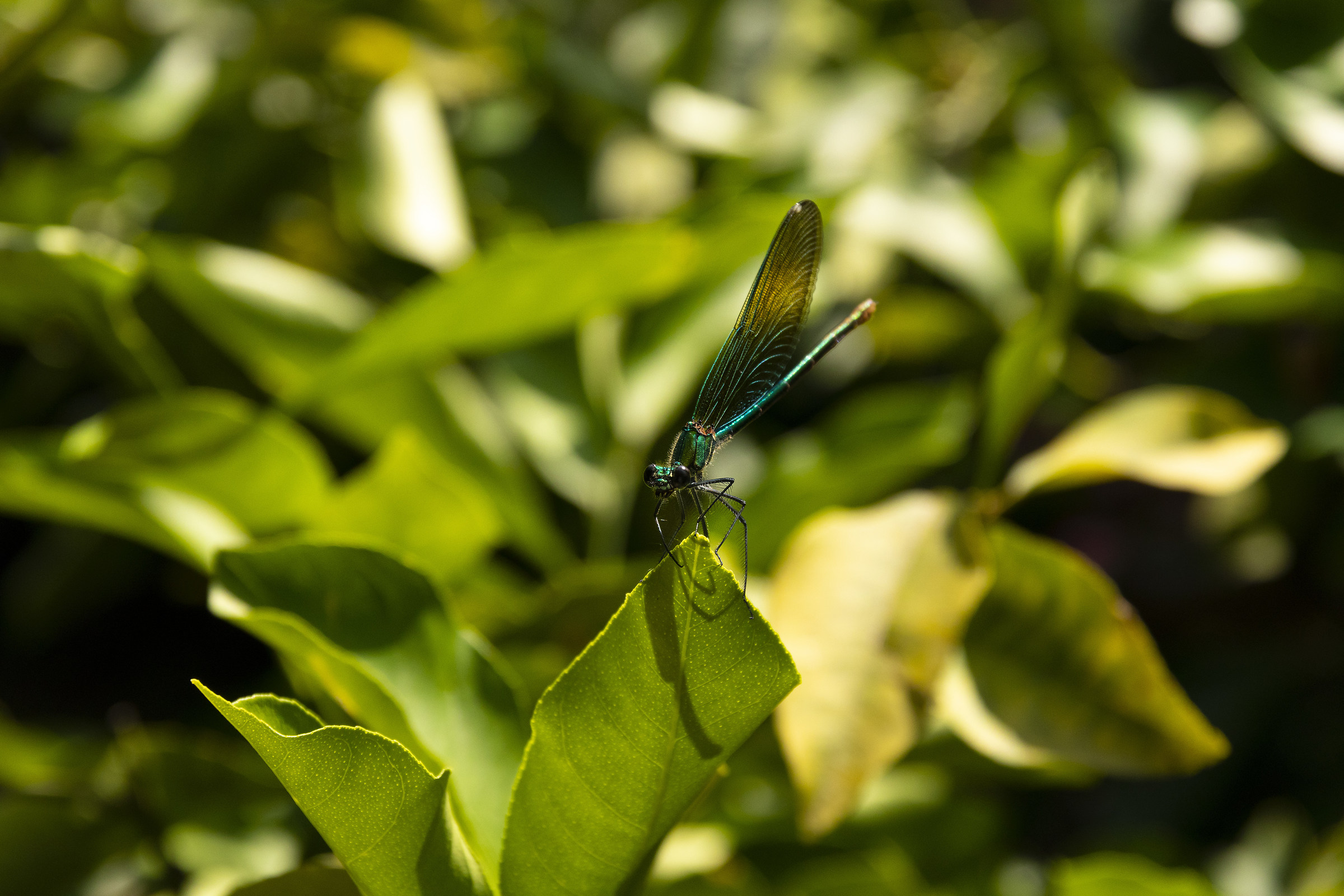 Insettaccio colorato