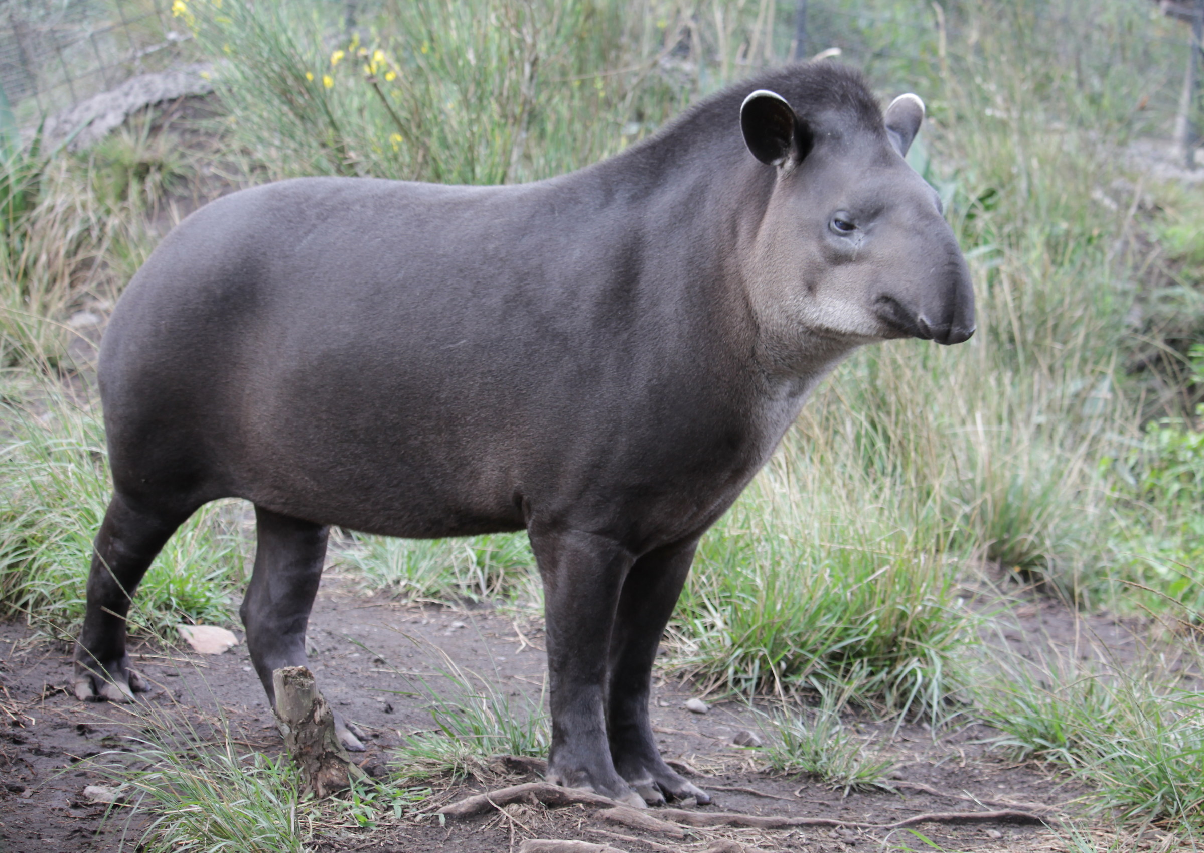 Tapiro