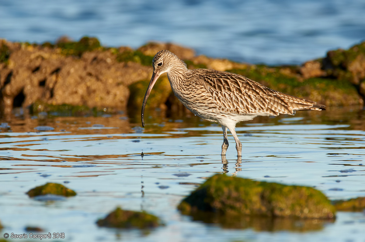 Curlew Major