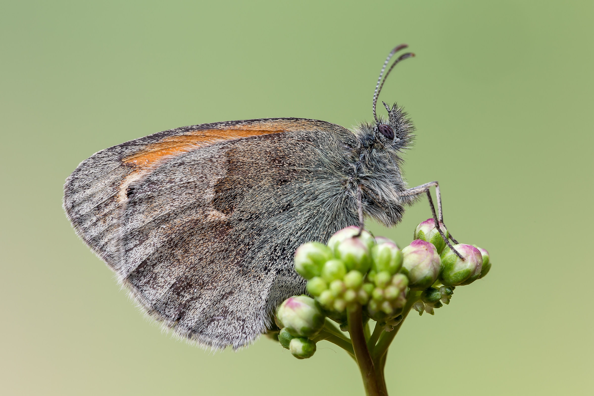 Coenonympha pamphilus