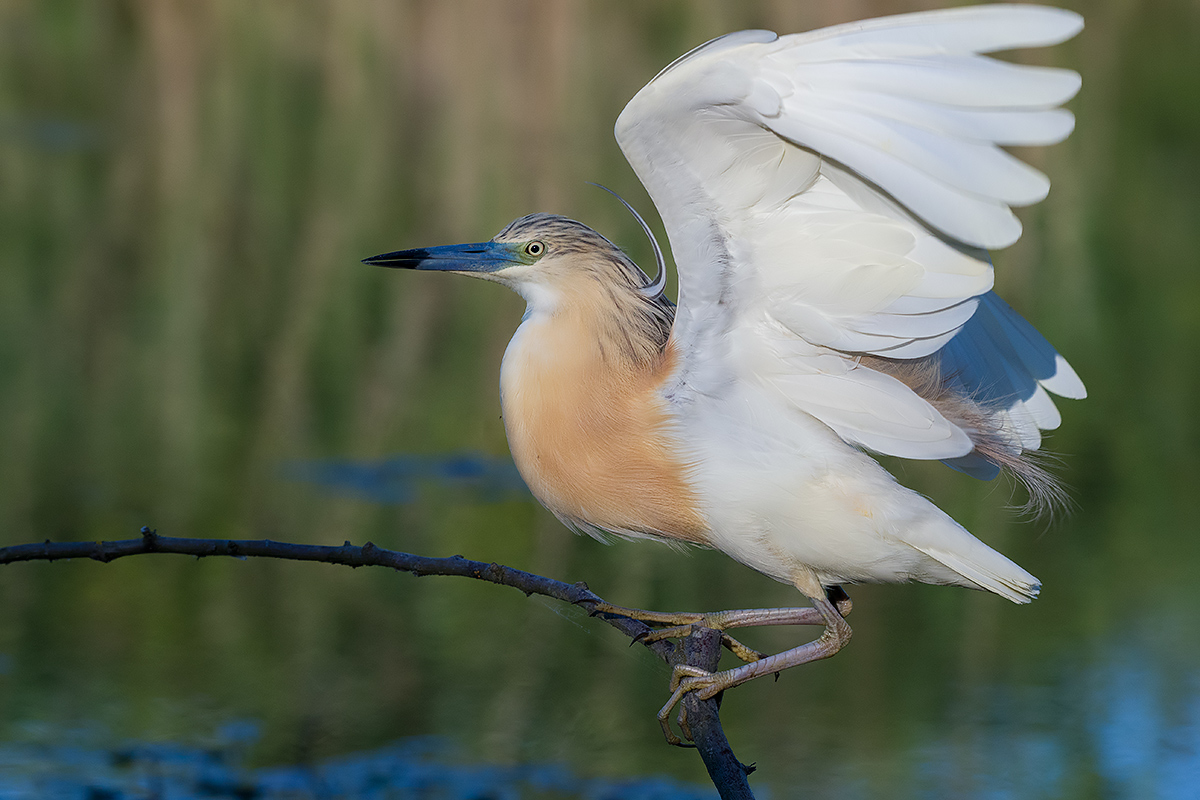 Sgarza ciuffetto in equilibrio instabile