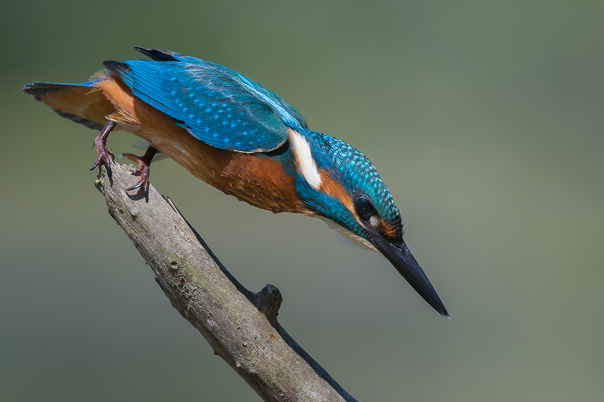 Martin pescatore allo stacco