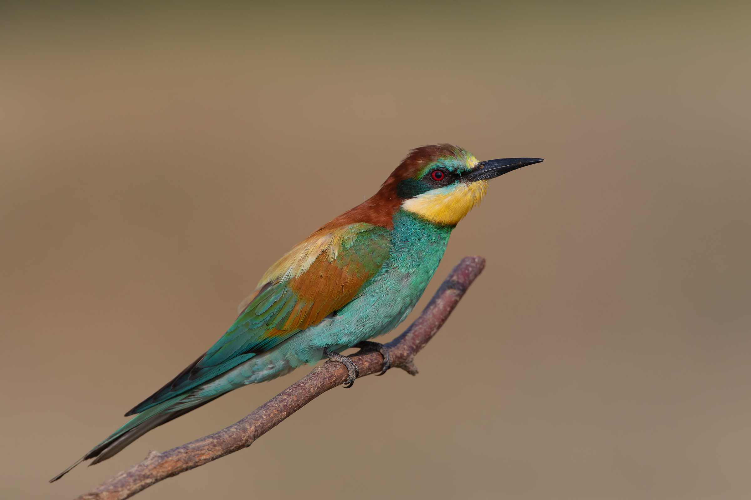 Bee-eater