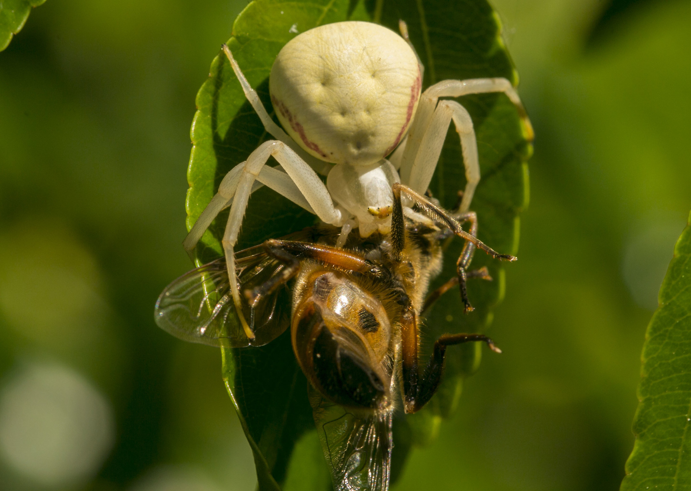 Misumena Vatia "crab spider"