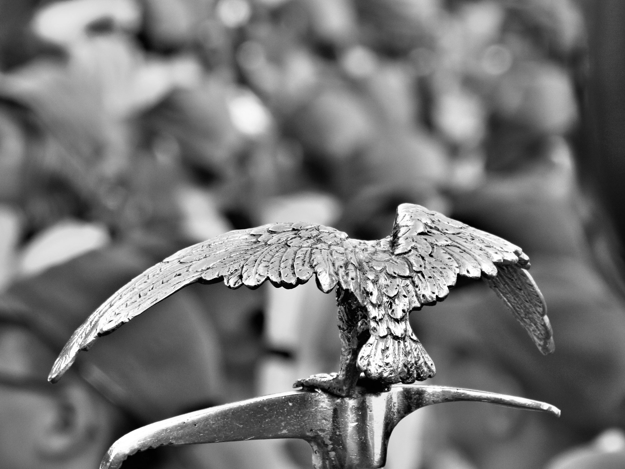 The eagle watches over his Pillai.............