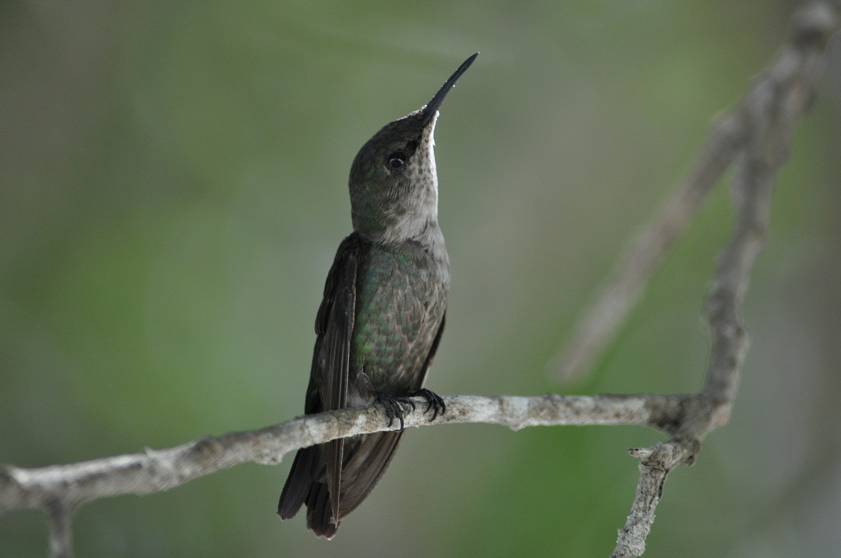 Santo Domingo hummingbird