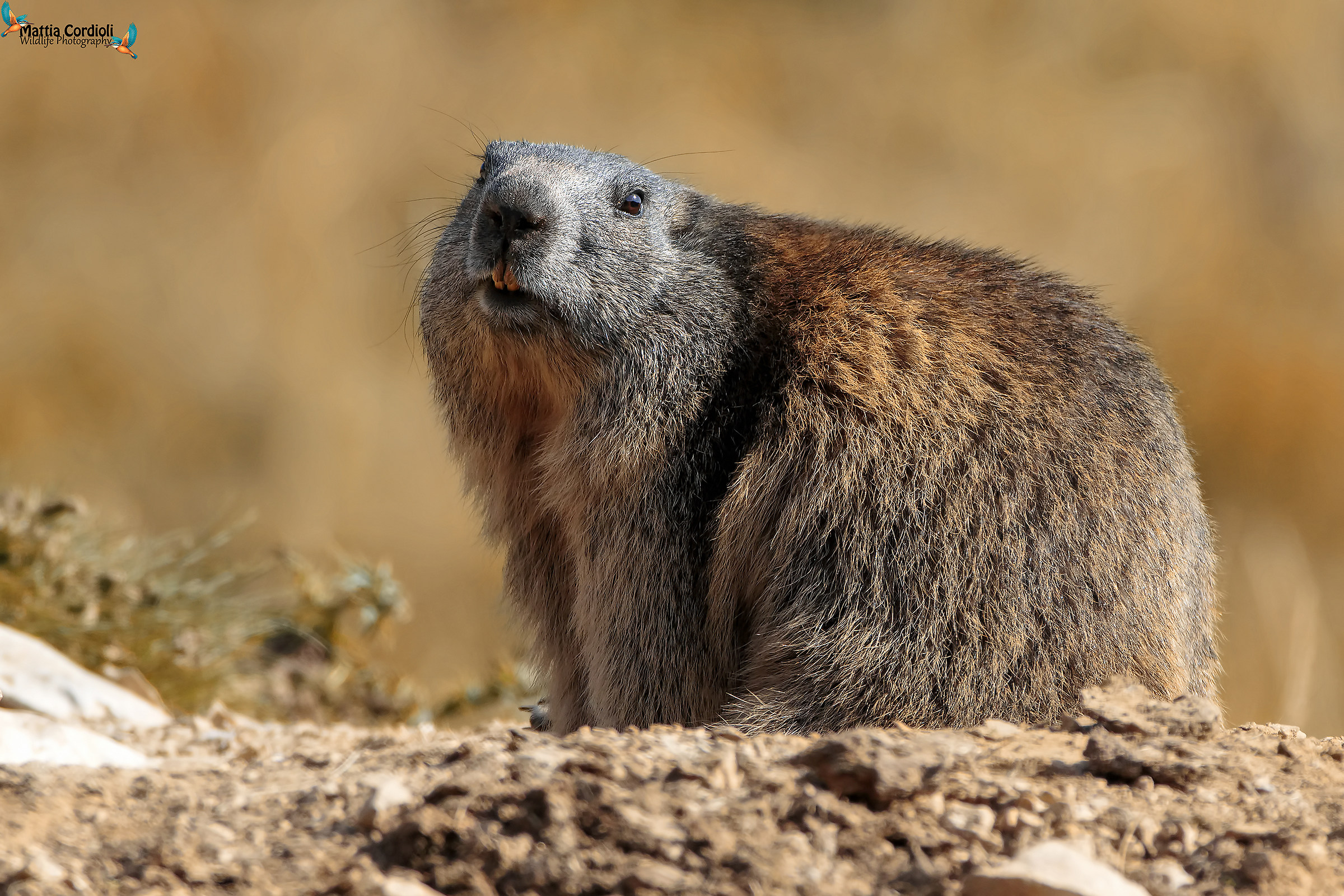 Marmot..