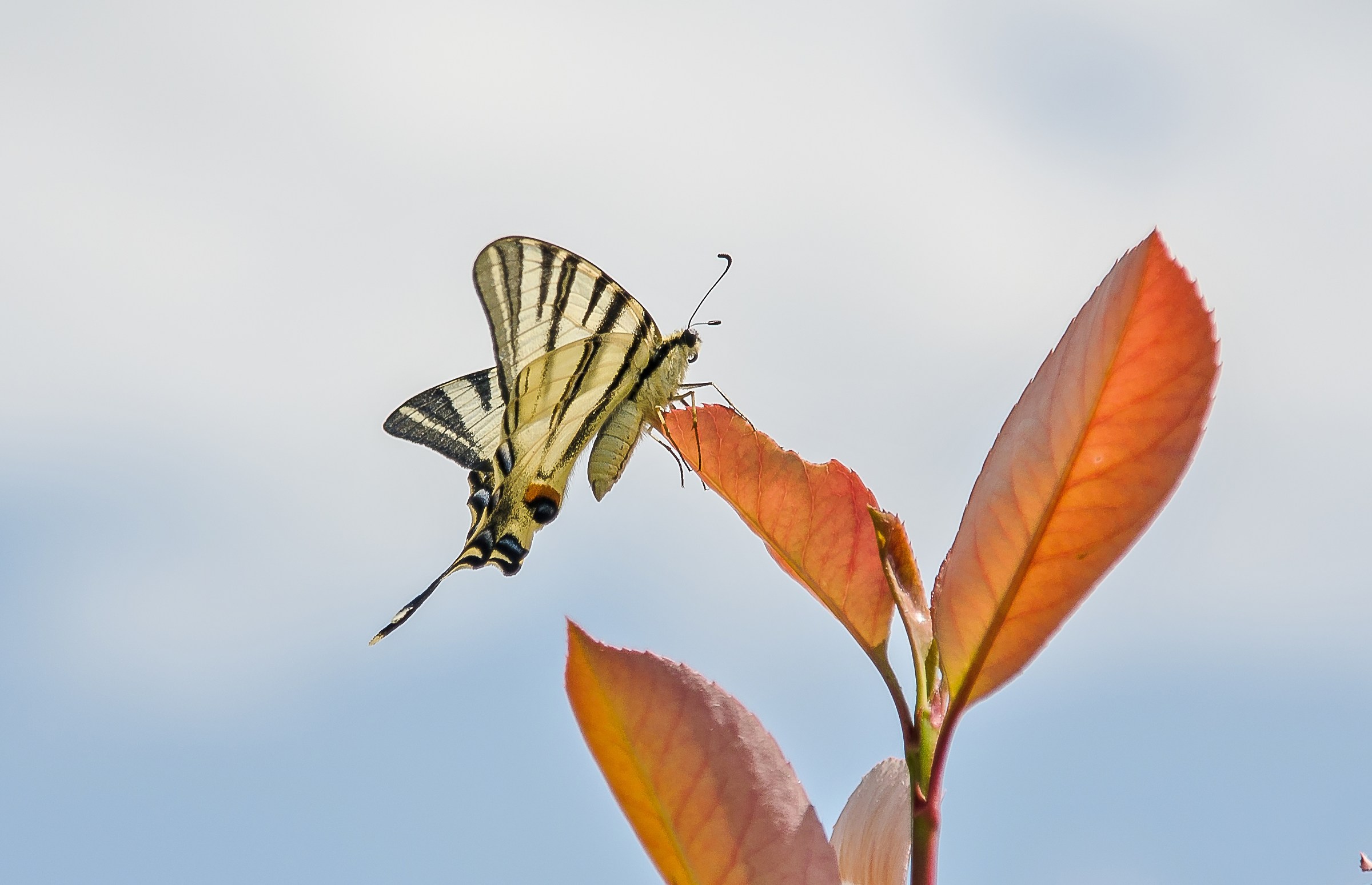 Podalirius with Sigma 18/200