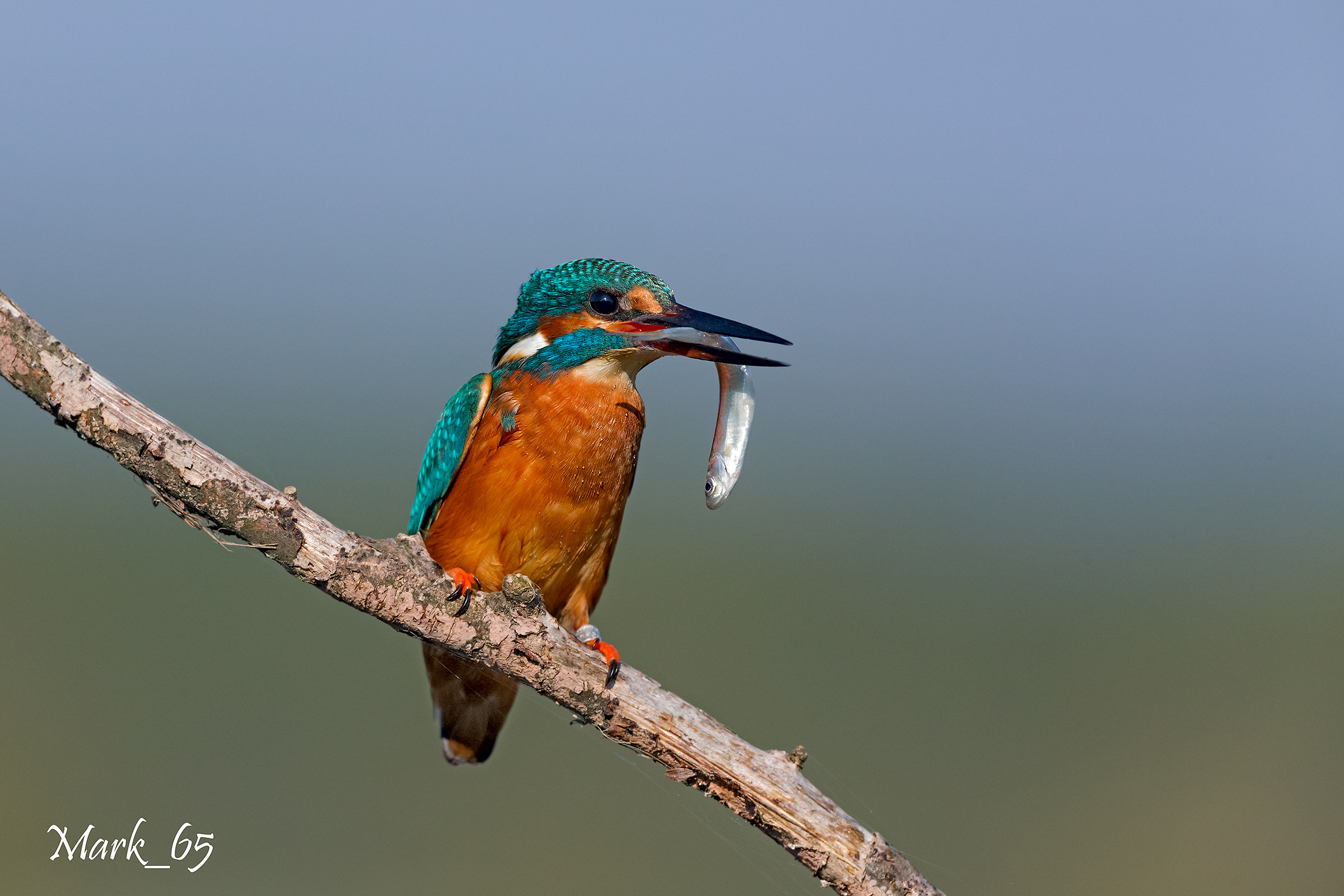 Kingfisher