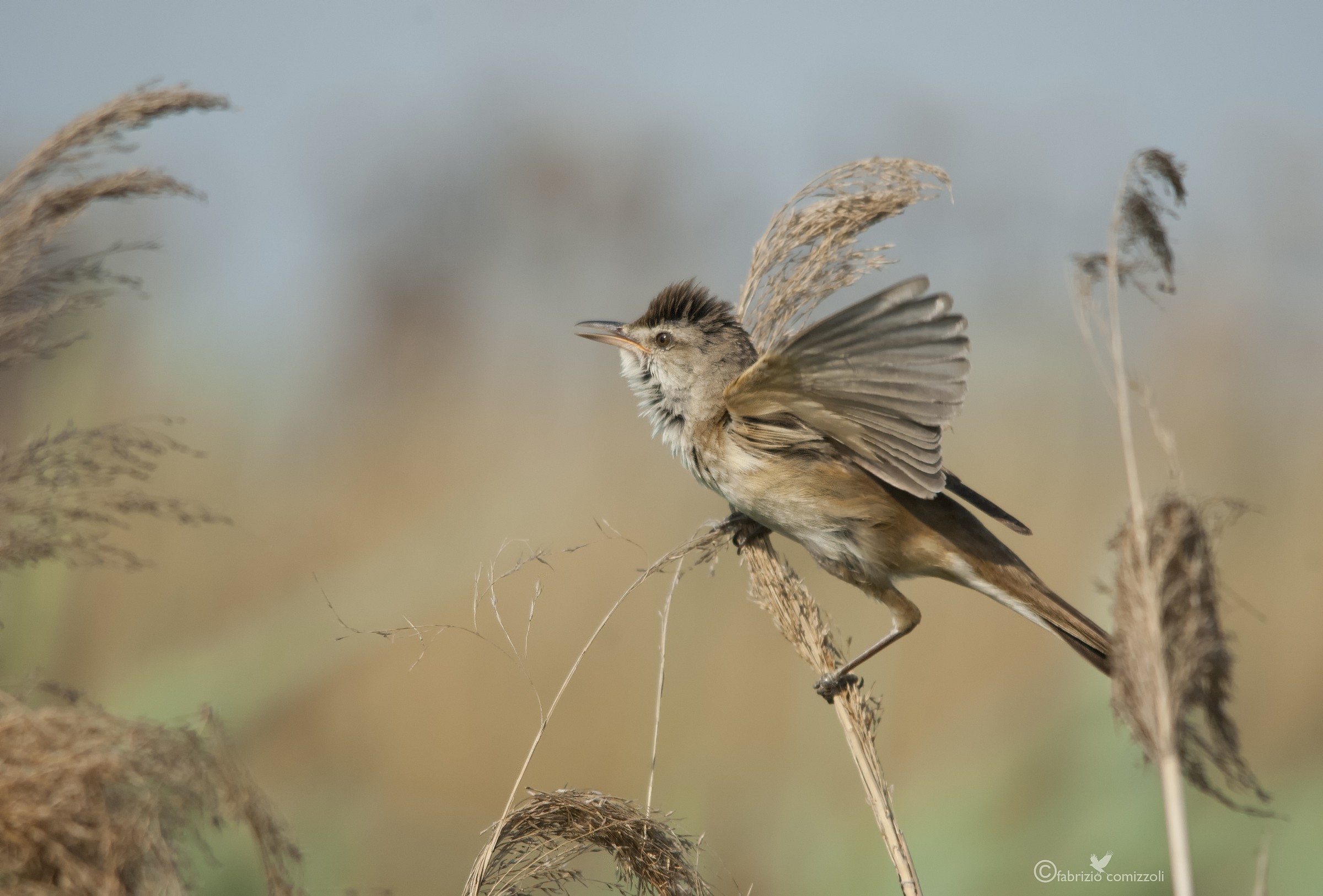 Warbler - Acrocephalus arundinaceus
