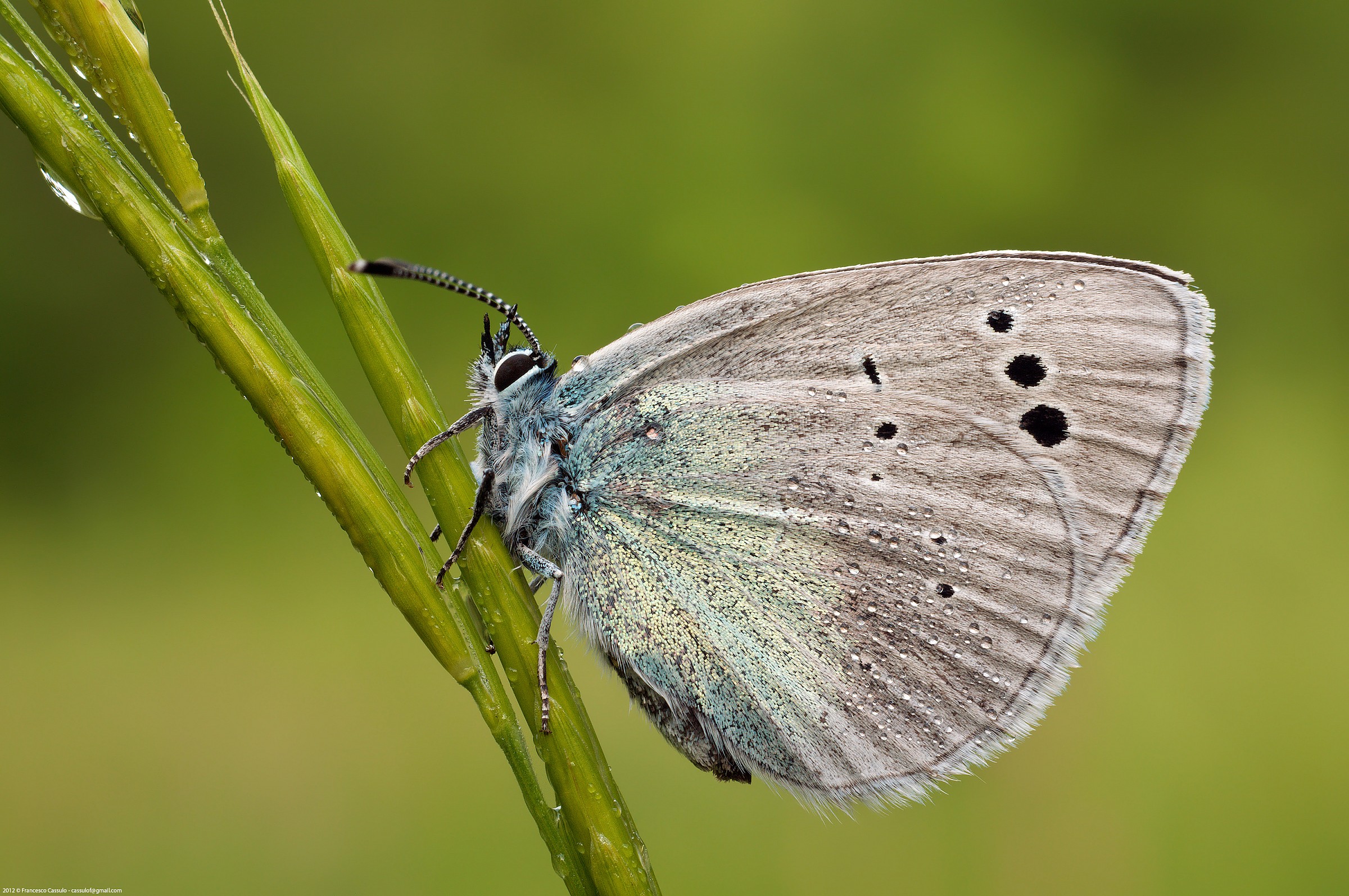 Glaucopsyche alexis Poda, 1761