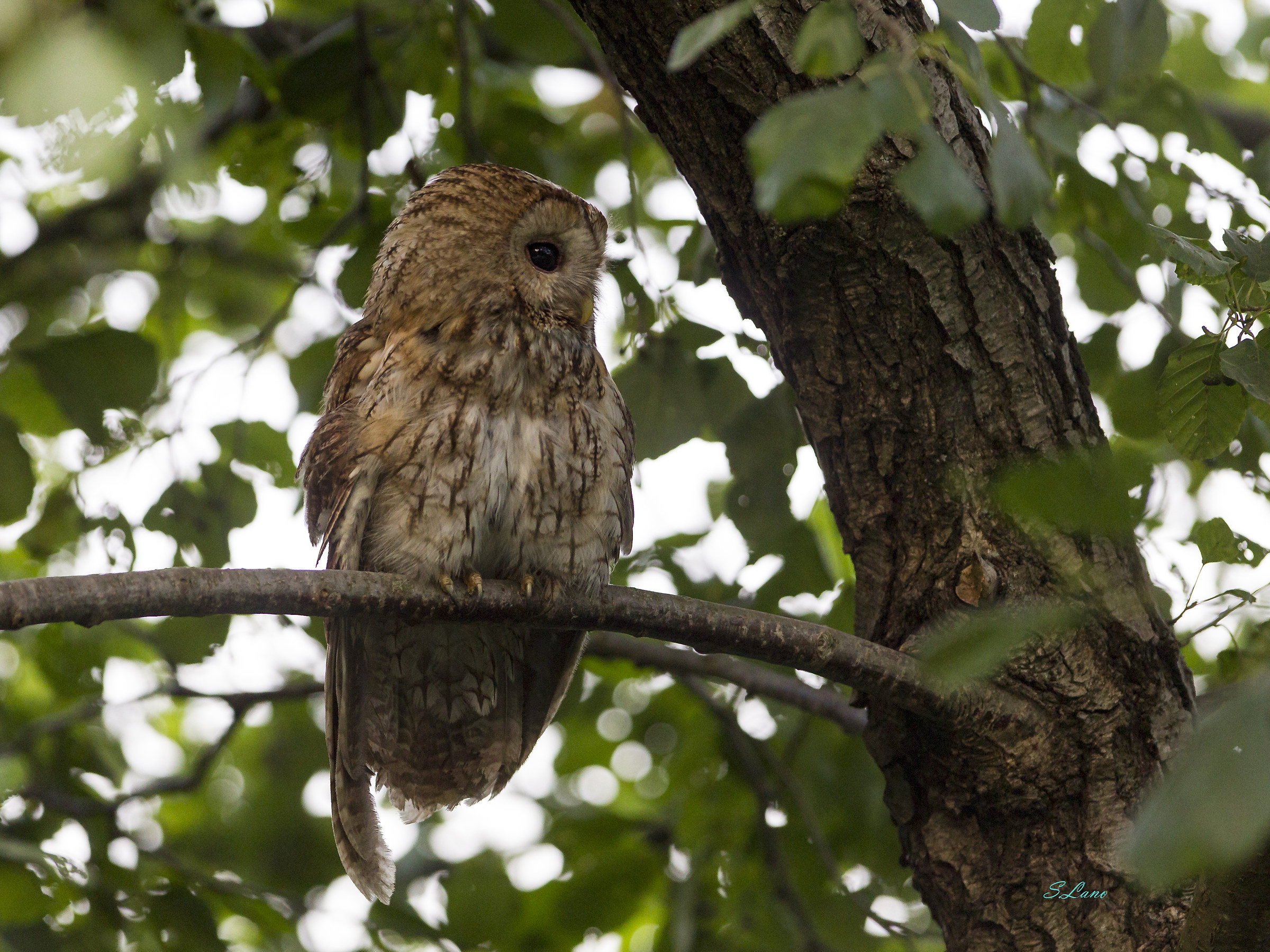 Tawny Owl at the sea
