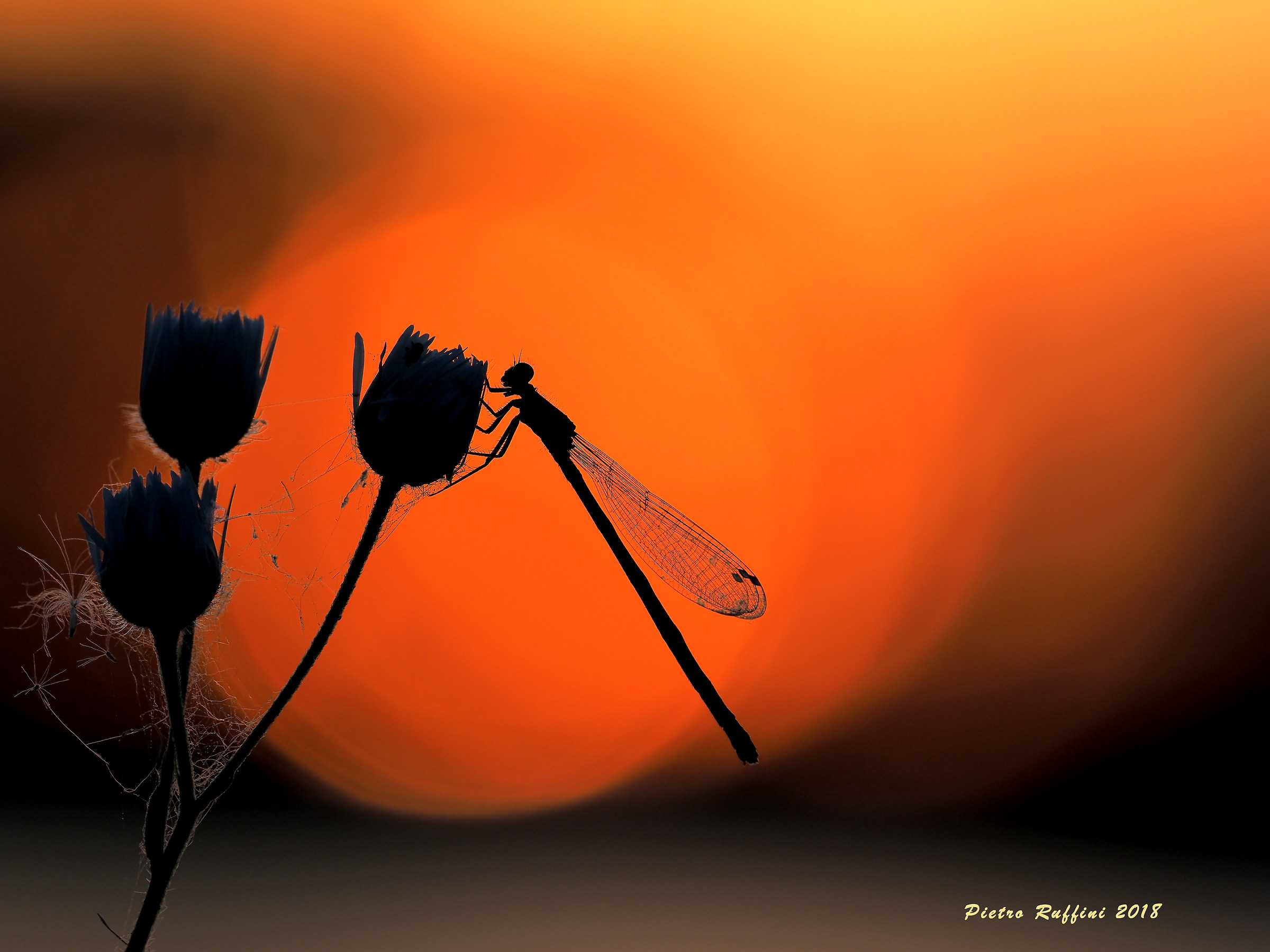 All'ombra dell'ultimo sole ...