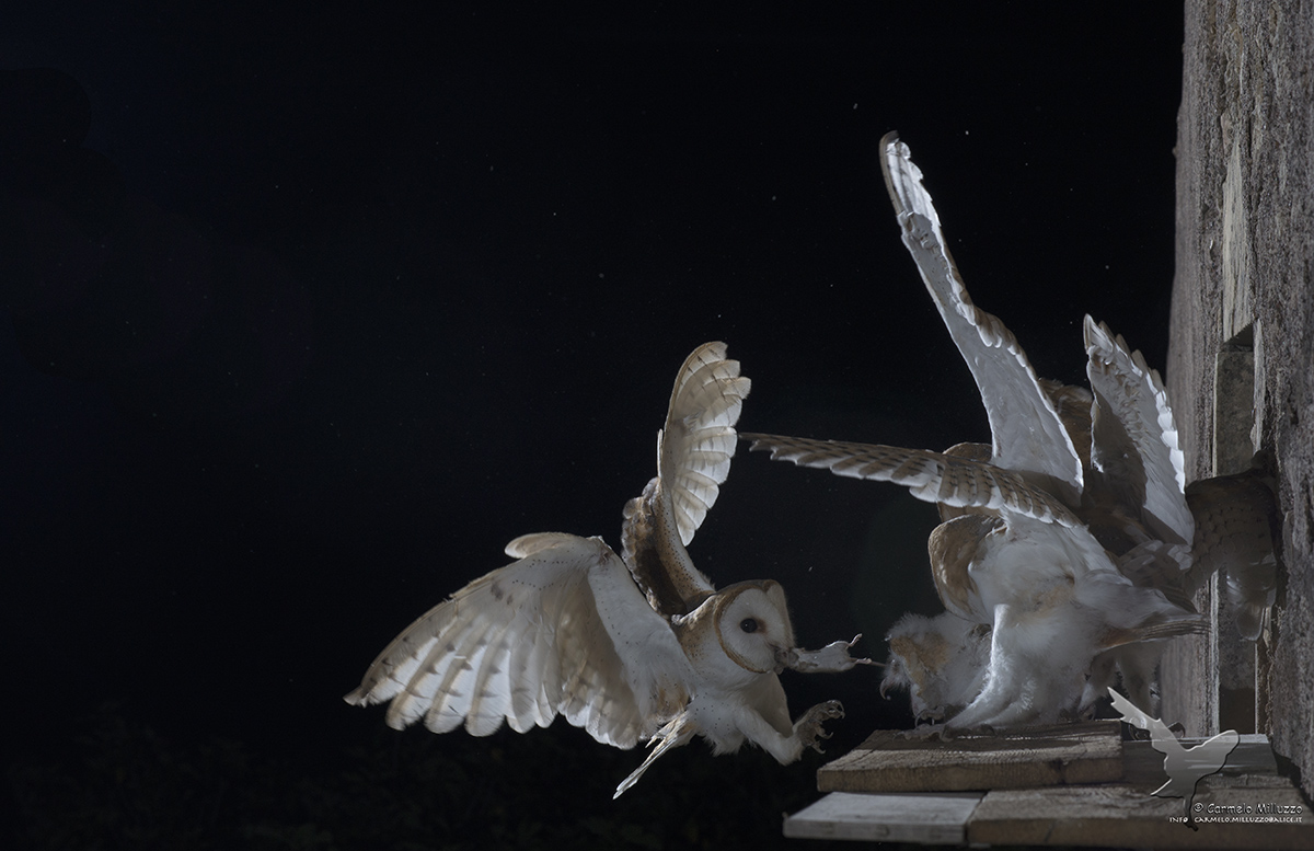 Barbagianni _Tyto alba_