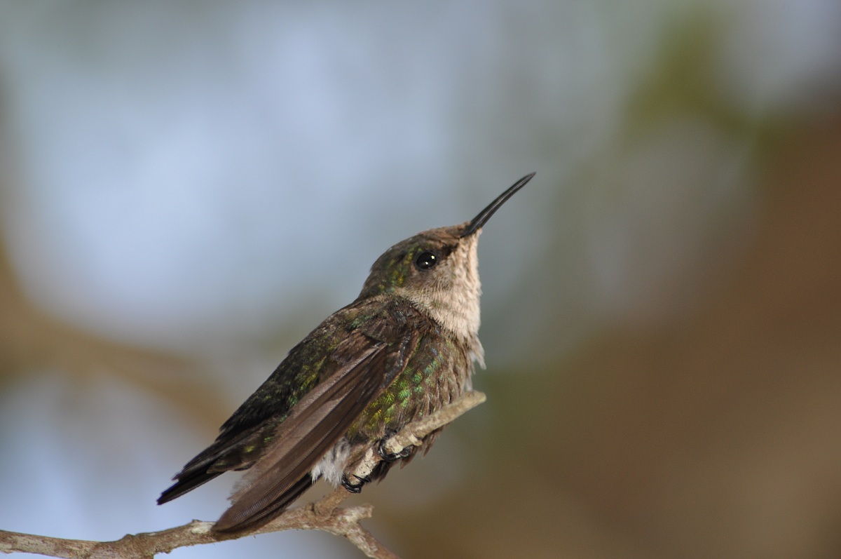 Santo Domingo hummingbird