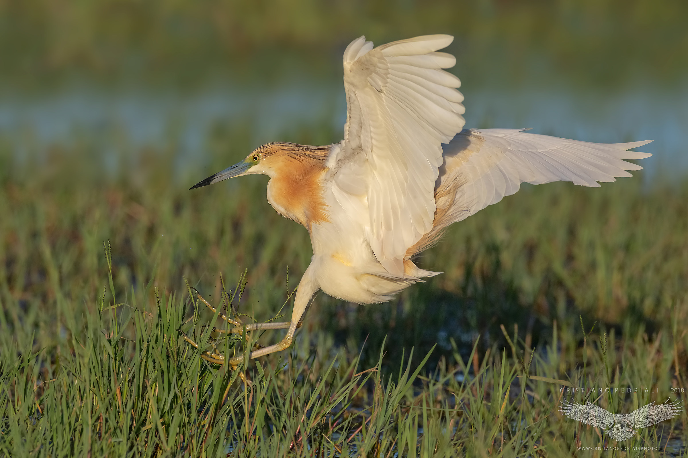 L'atterraggio... (Sgarza Ciuffetto)