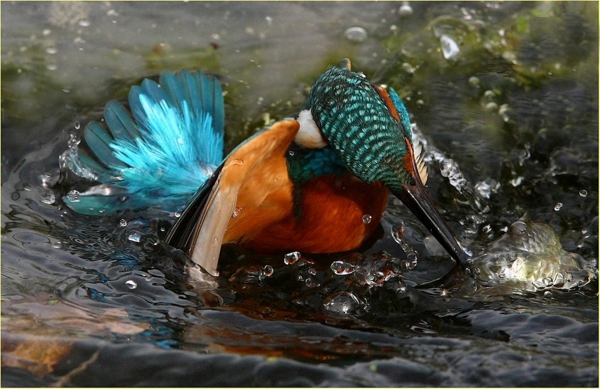 '' Martin pescatore ''