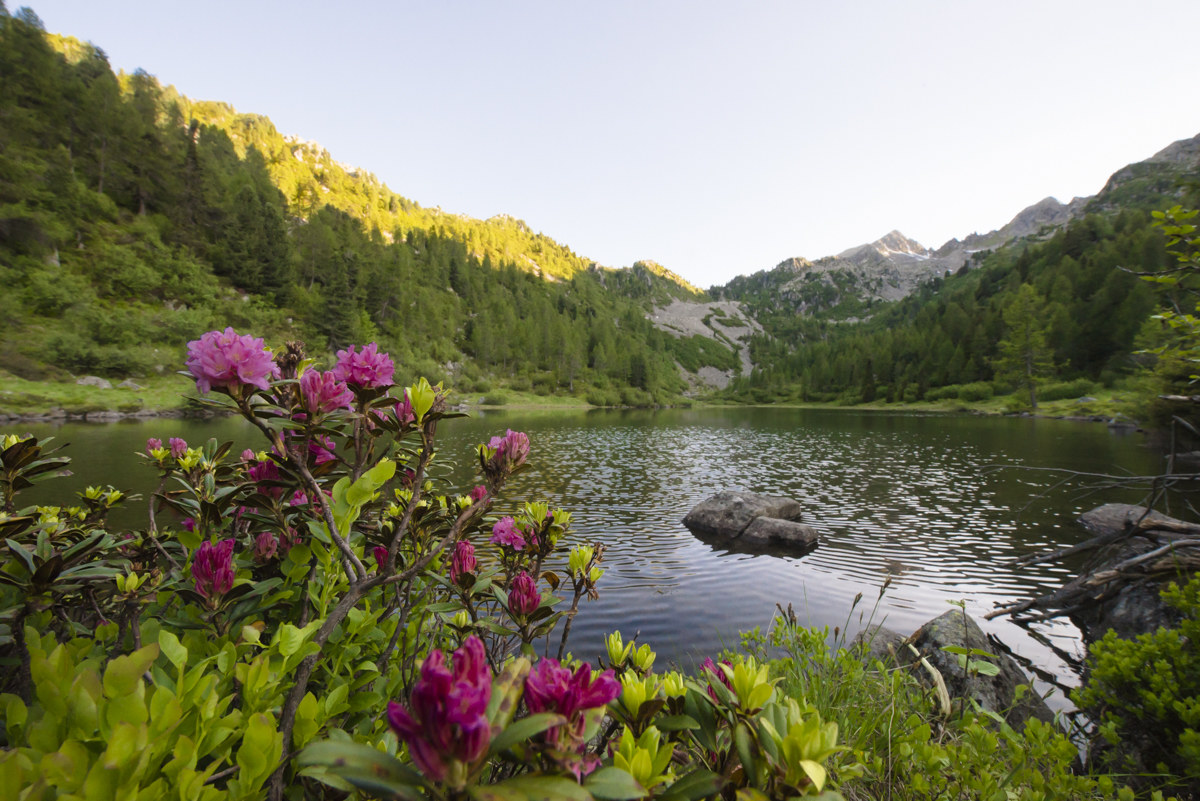 fioritura dei rododendri