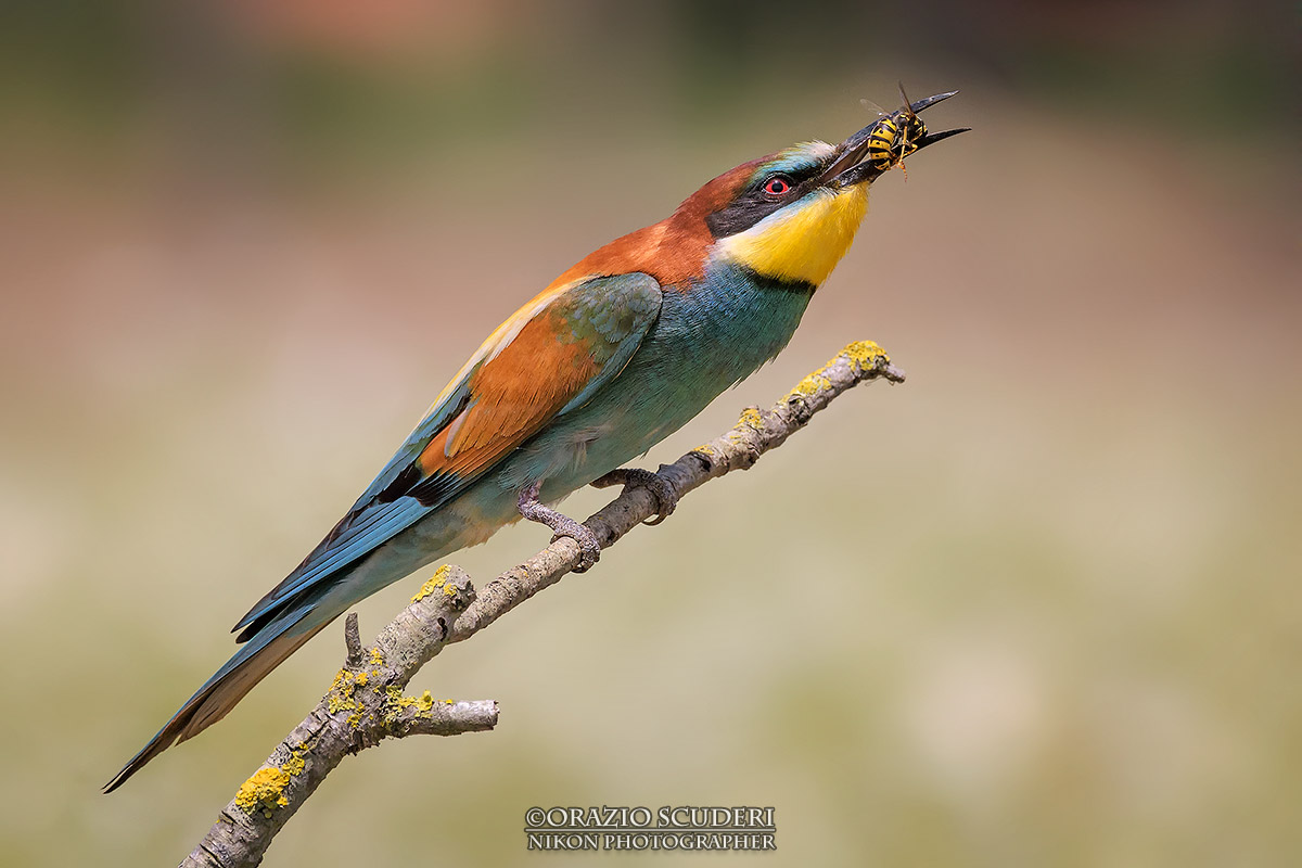 Merops apiaster