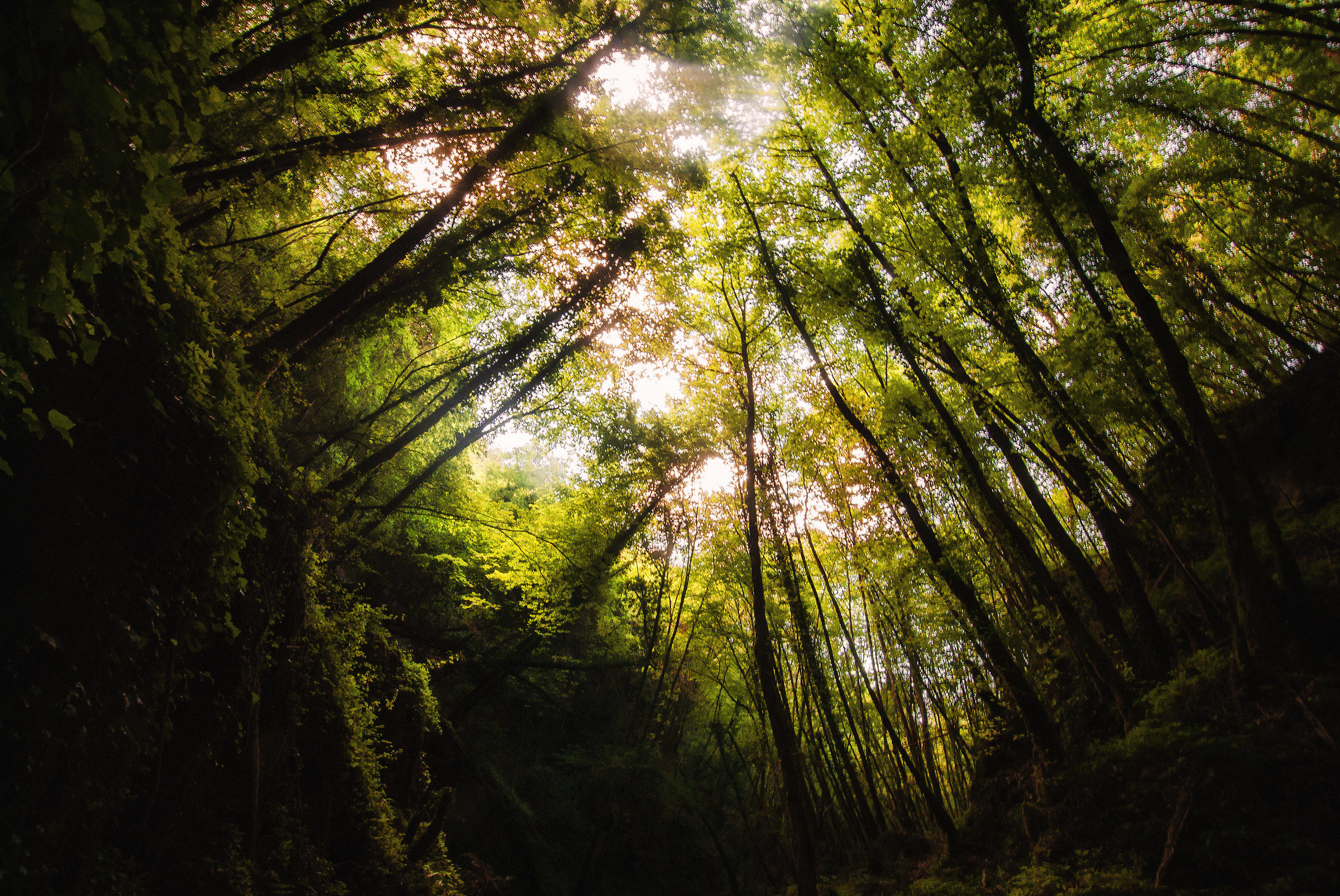 Sotto una cupola verde