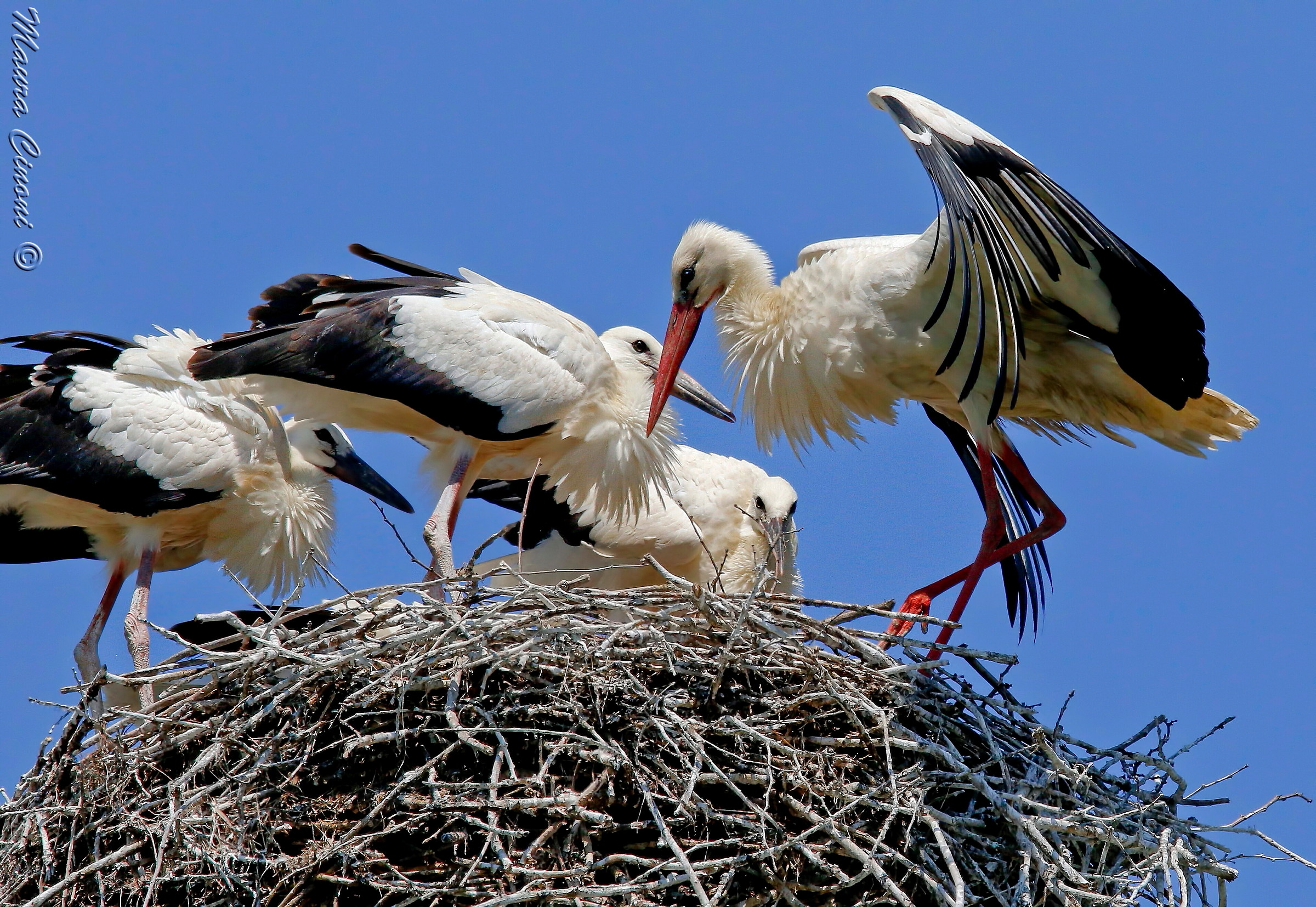 Stork with Pulli