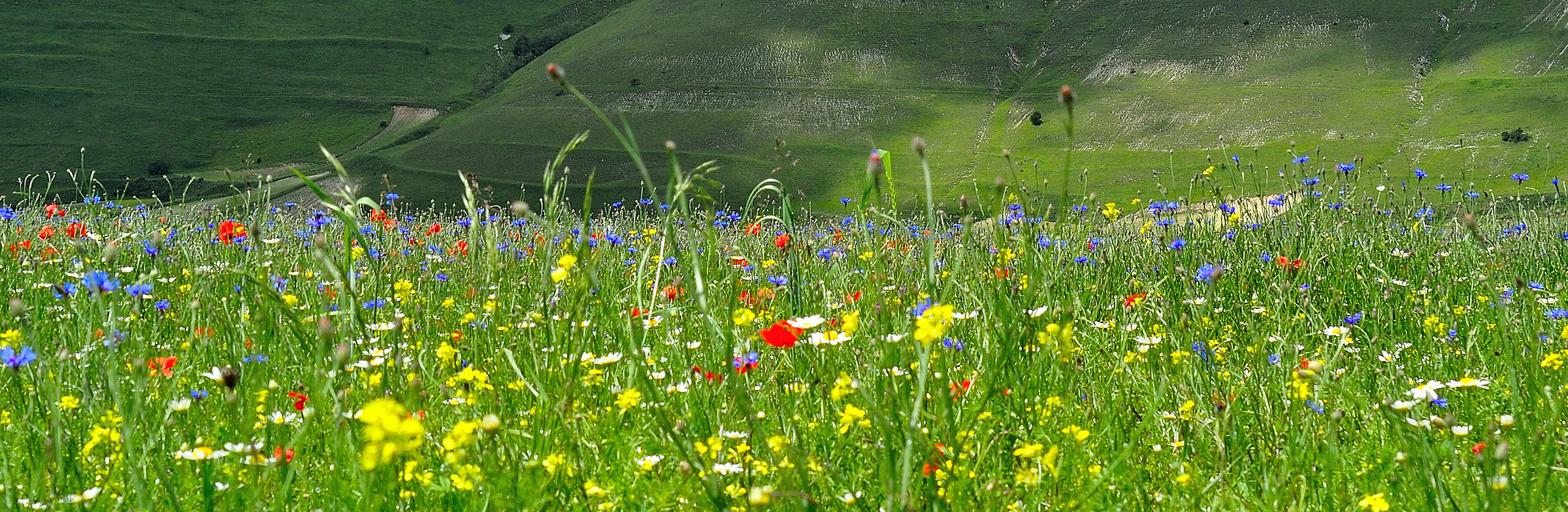 Castelluccio...