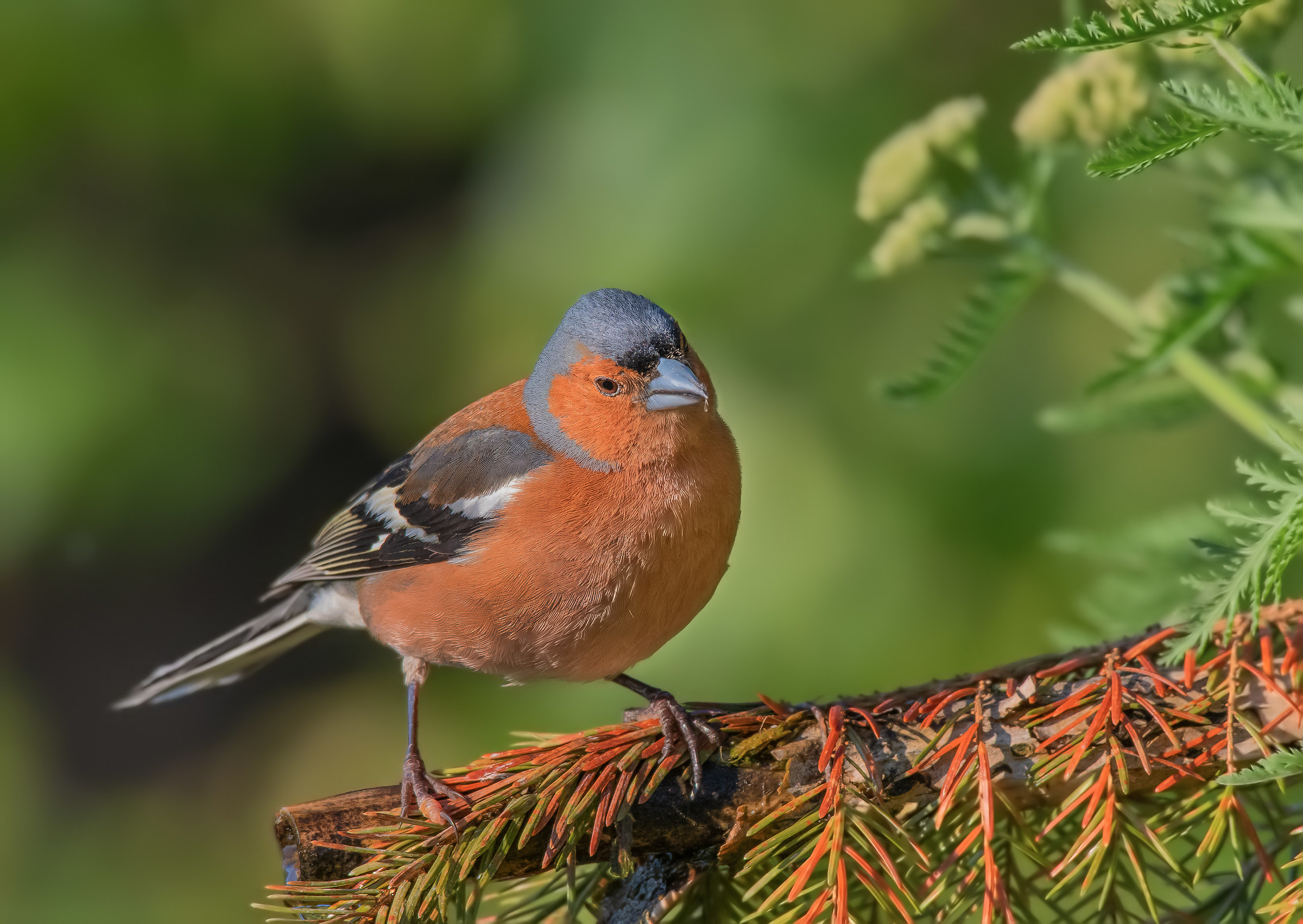 Chaffinch