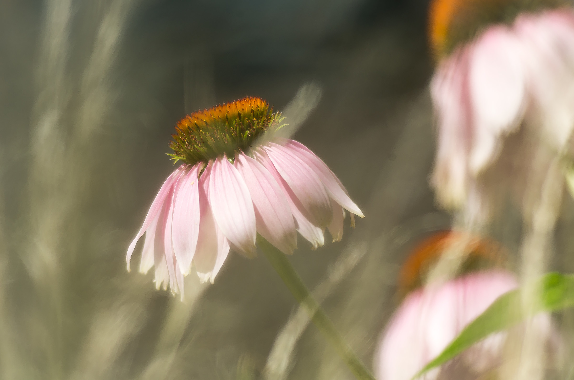 Echinacea Purpurea "Bravado"