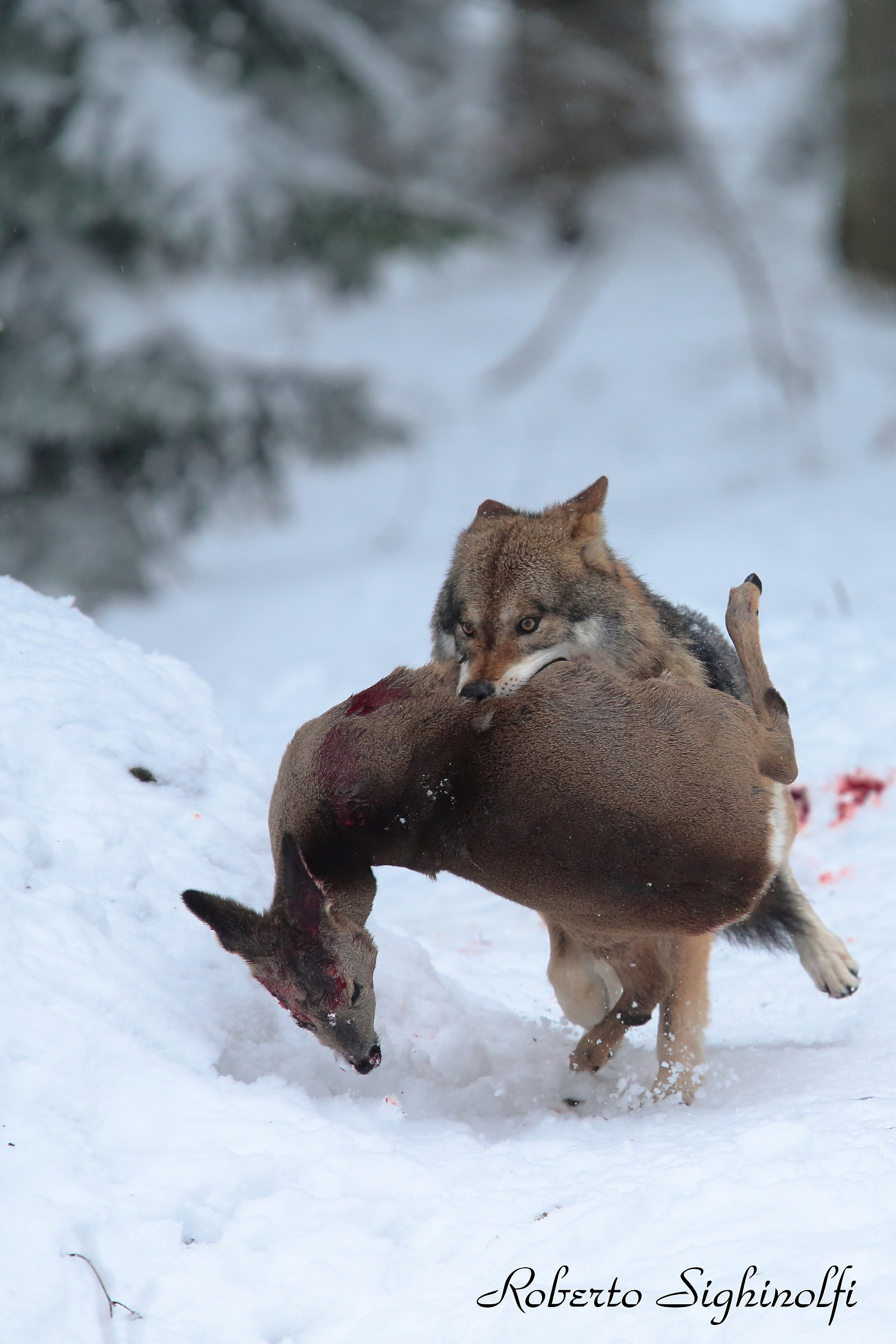 Wolf with Roe vertical cutout