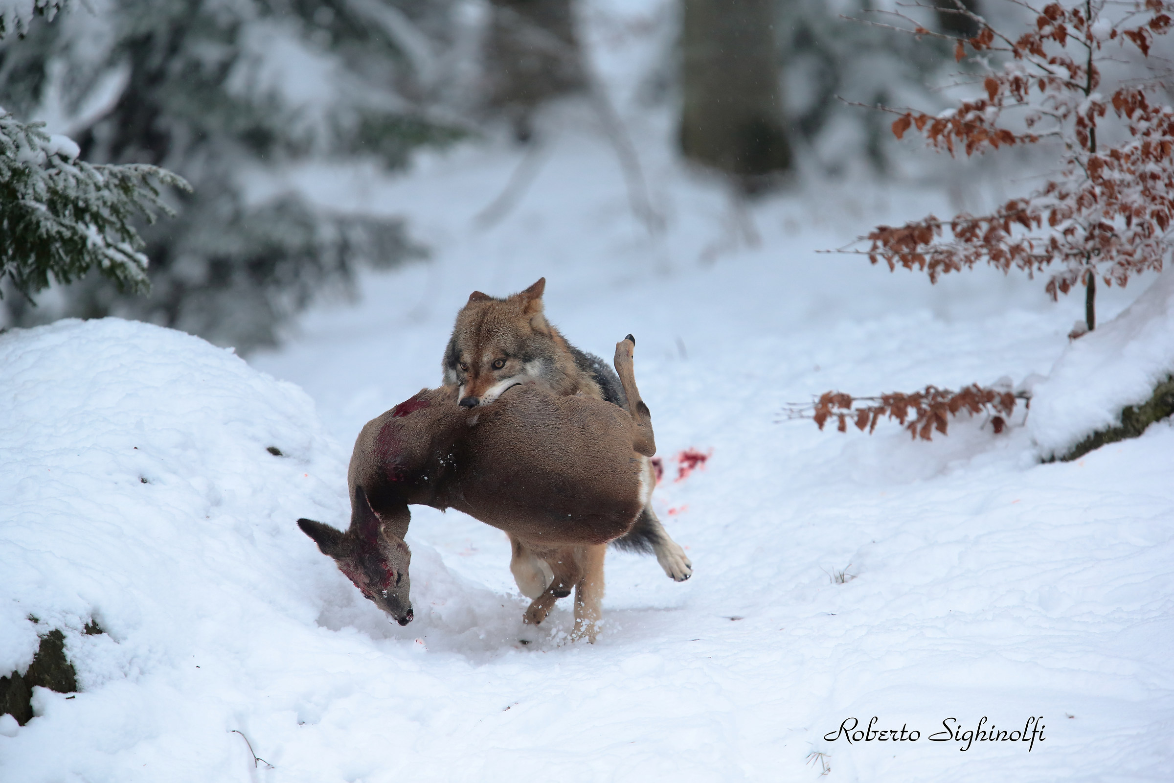Wolf with Roe no crop