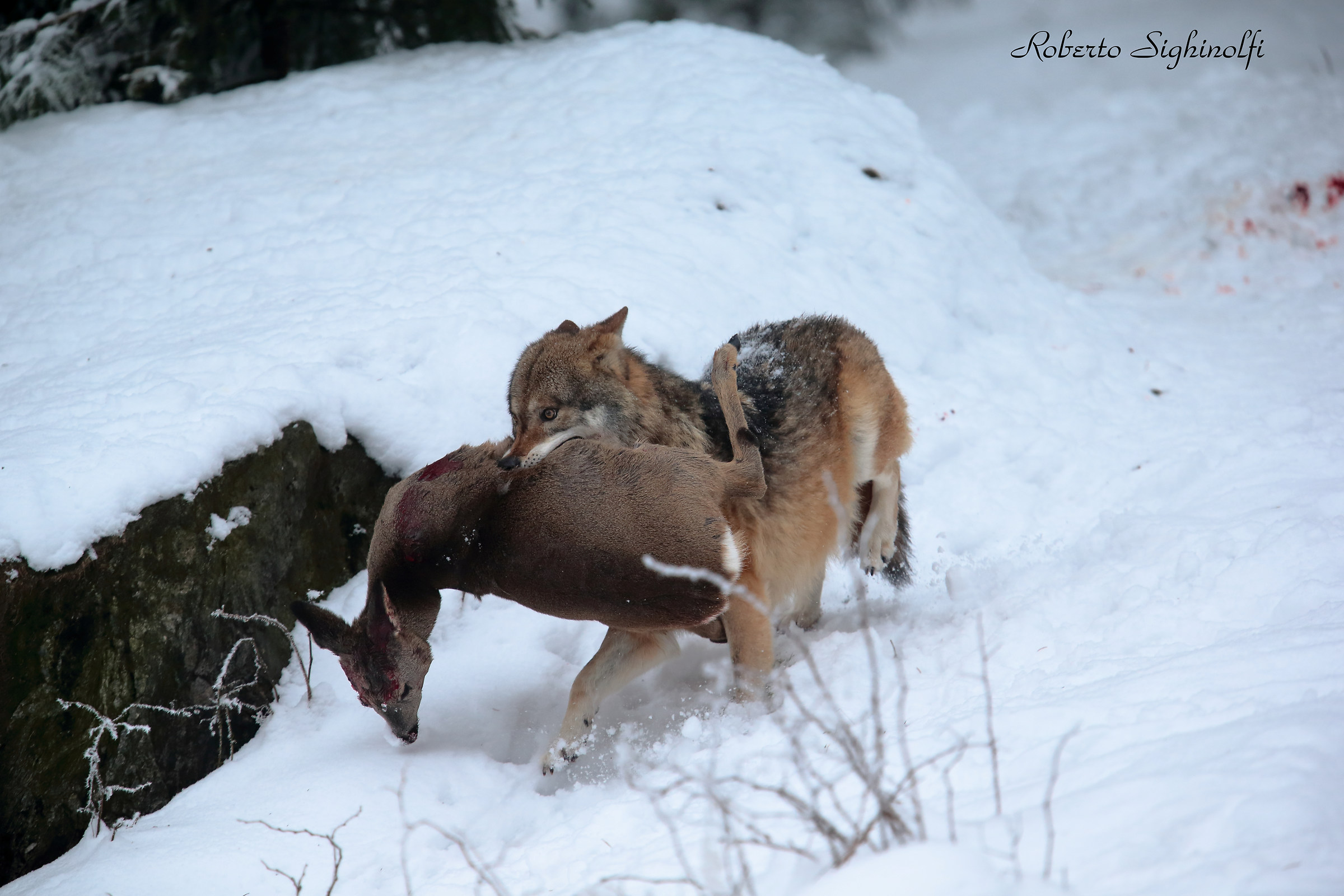 Wolf with goat no crop