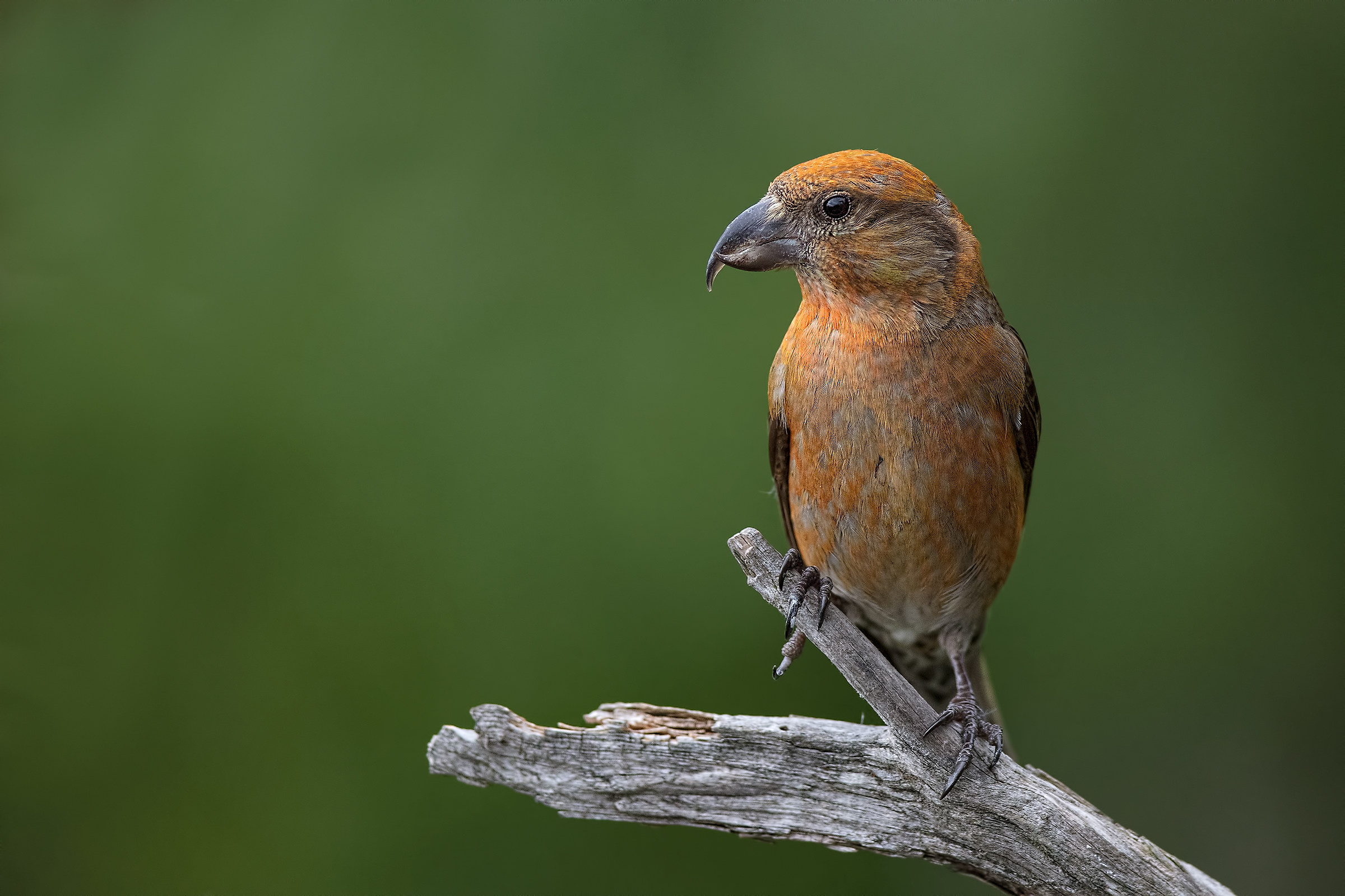 Crociere maschio (Loxia curvirostra)