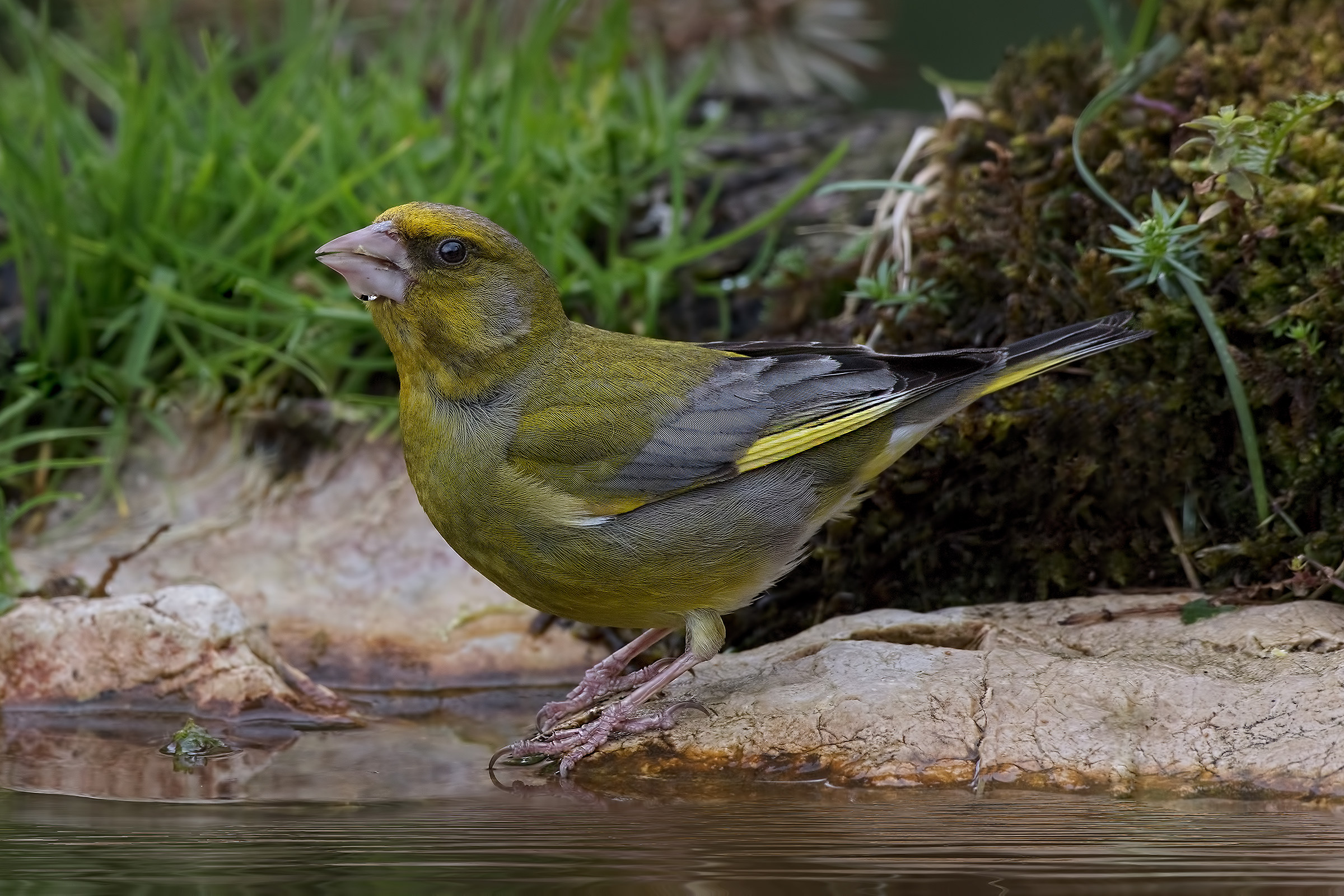 Verdone maschio (Chloris chloris)