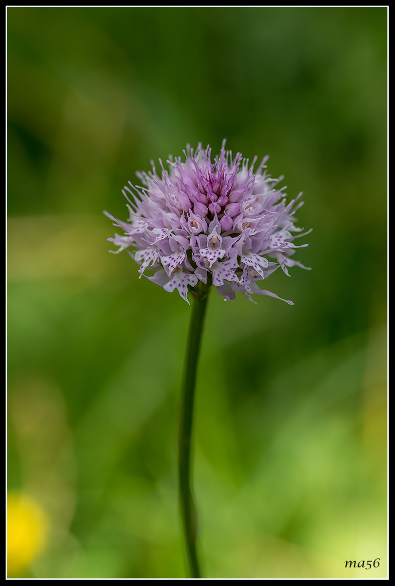 orchidea dei pascoli