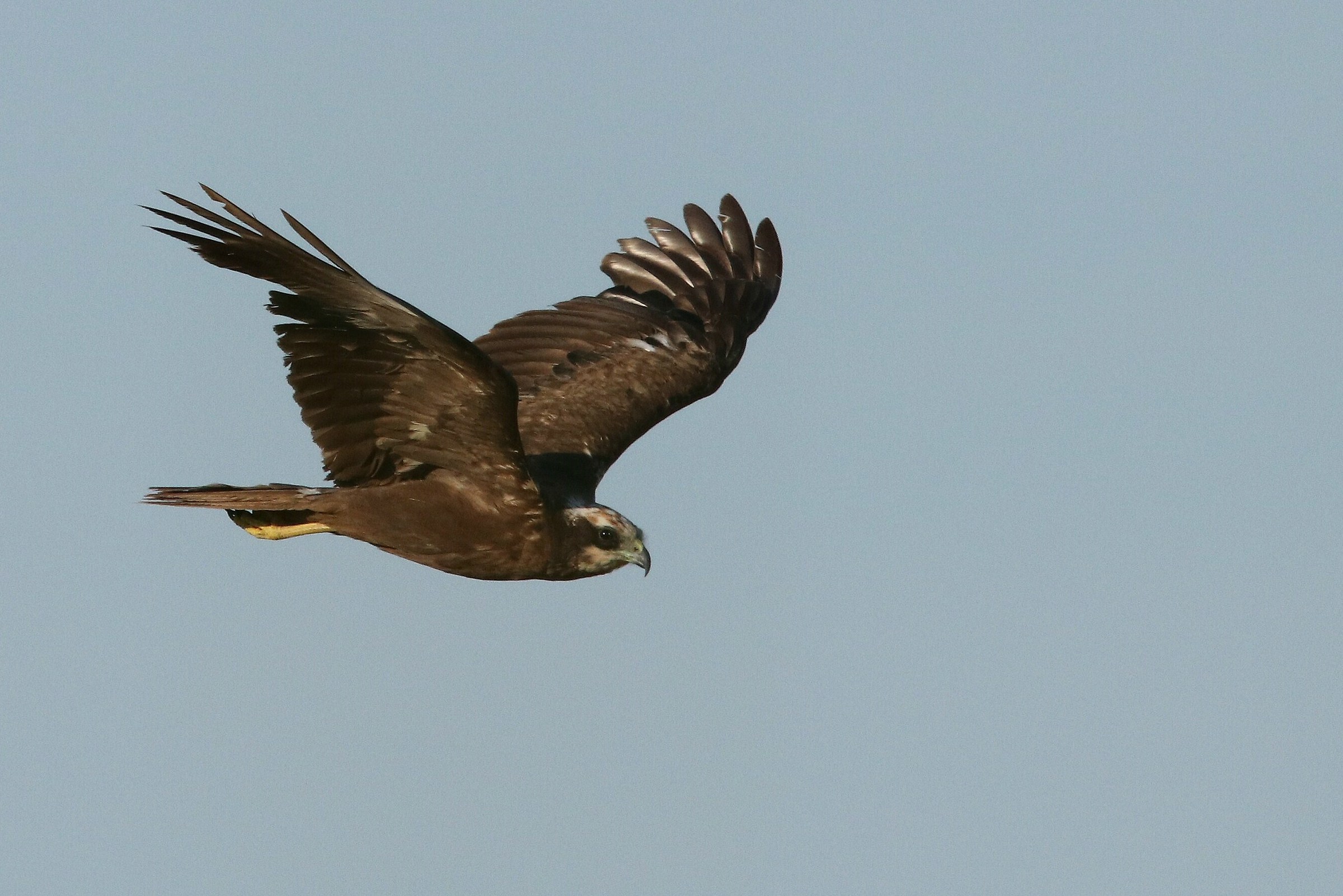Female Marsh Hawk