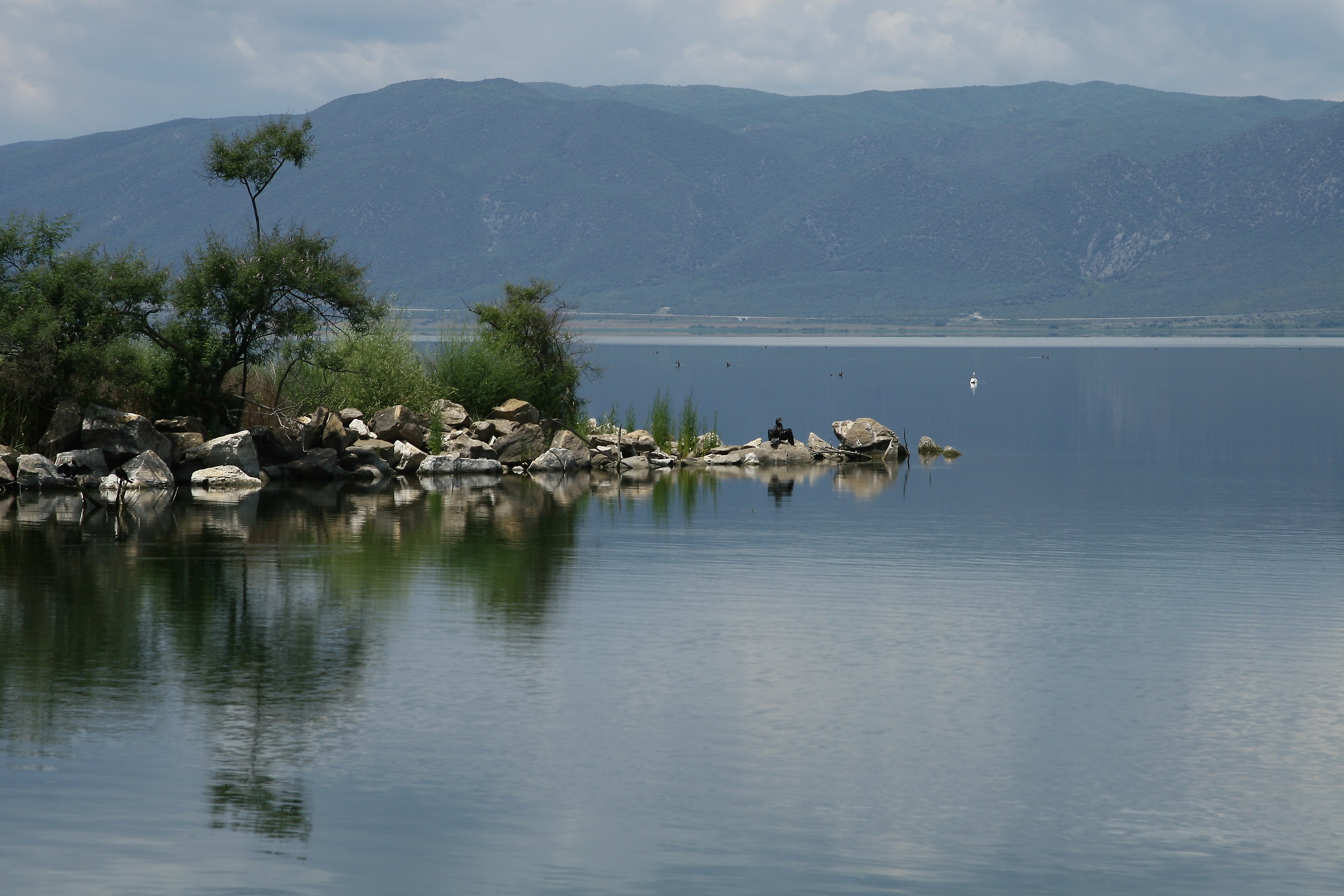 Fauna selvatica dal lago