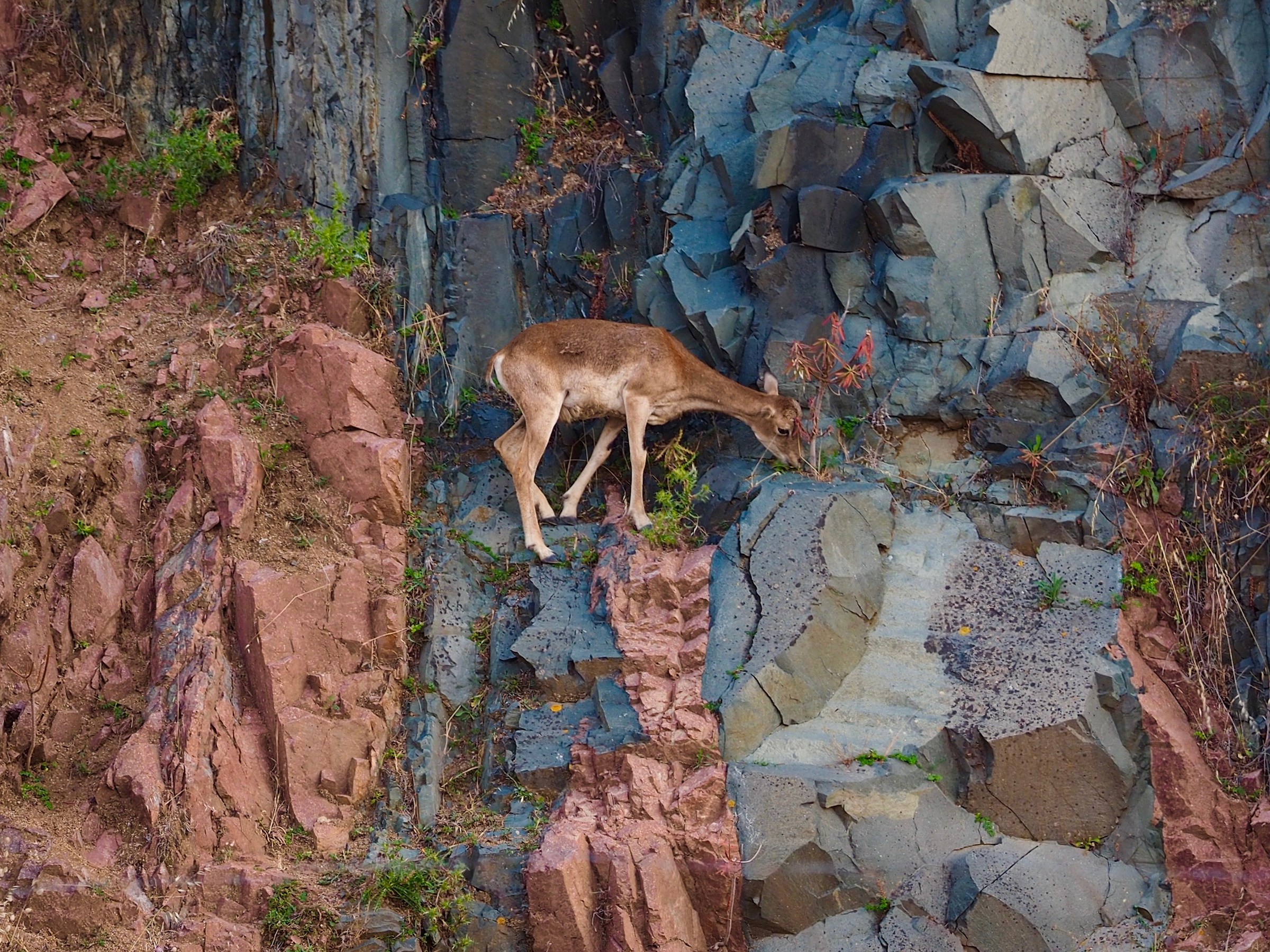 piccolo muflone sardo