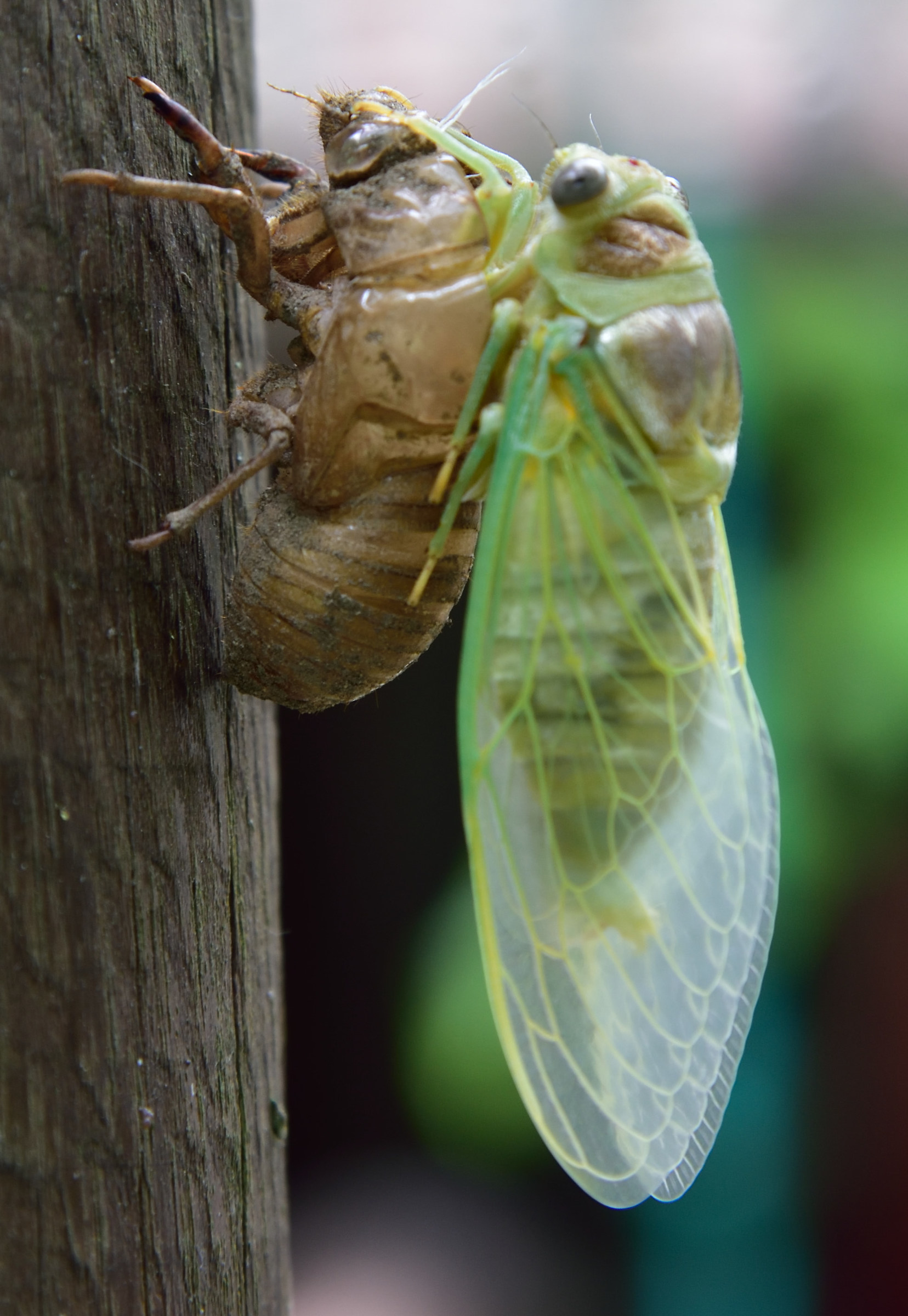 Cicada