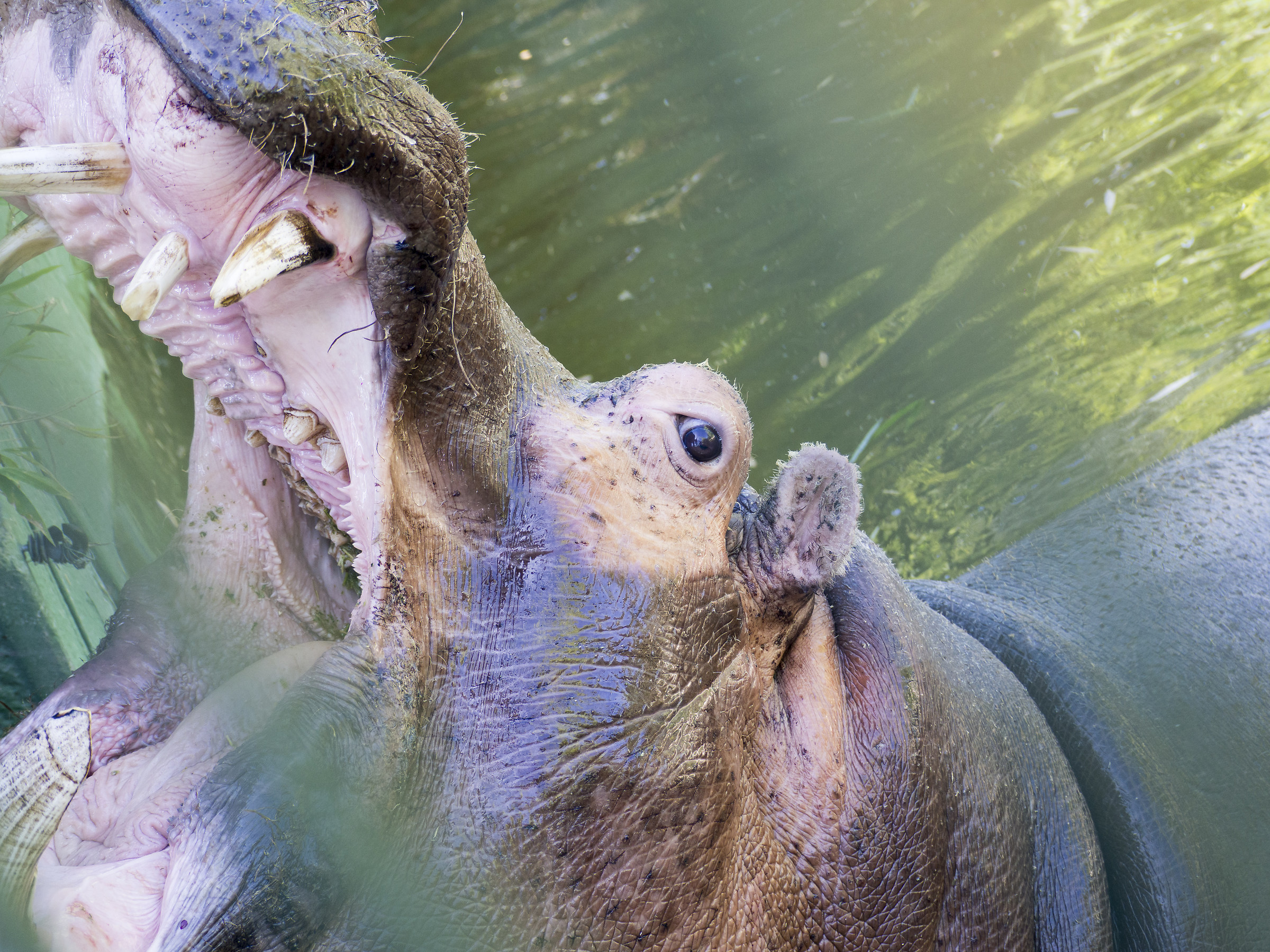 un sorriso per la stampa