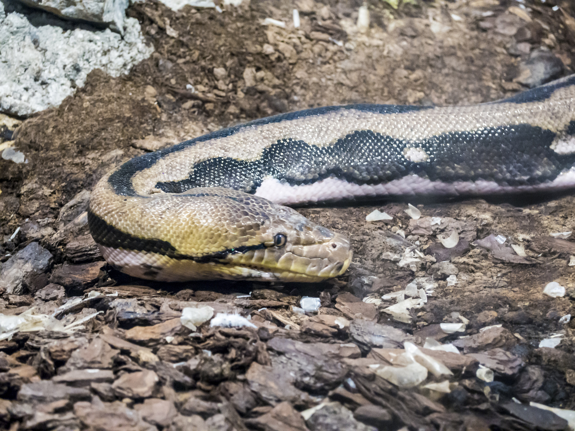 Strisciando strisciando