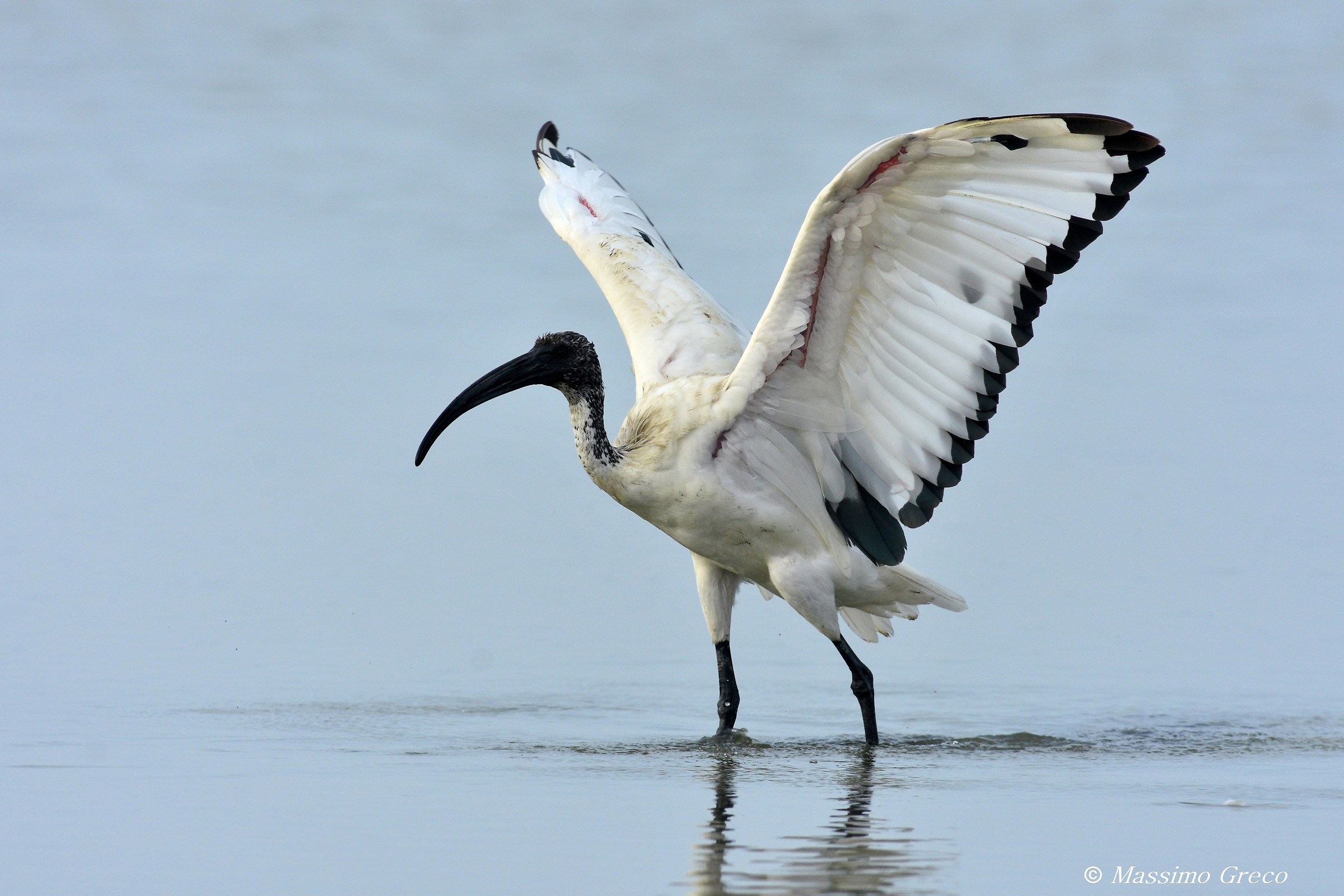 Sacred Ibis (Threskiornis aethiopicus)