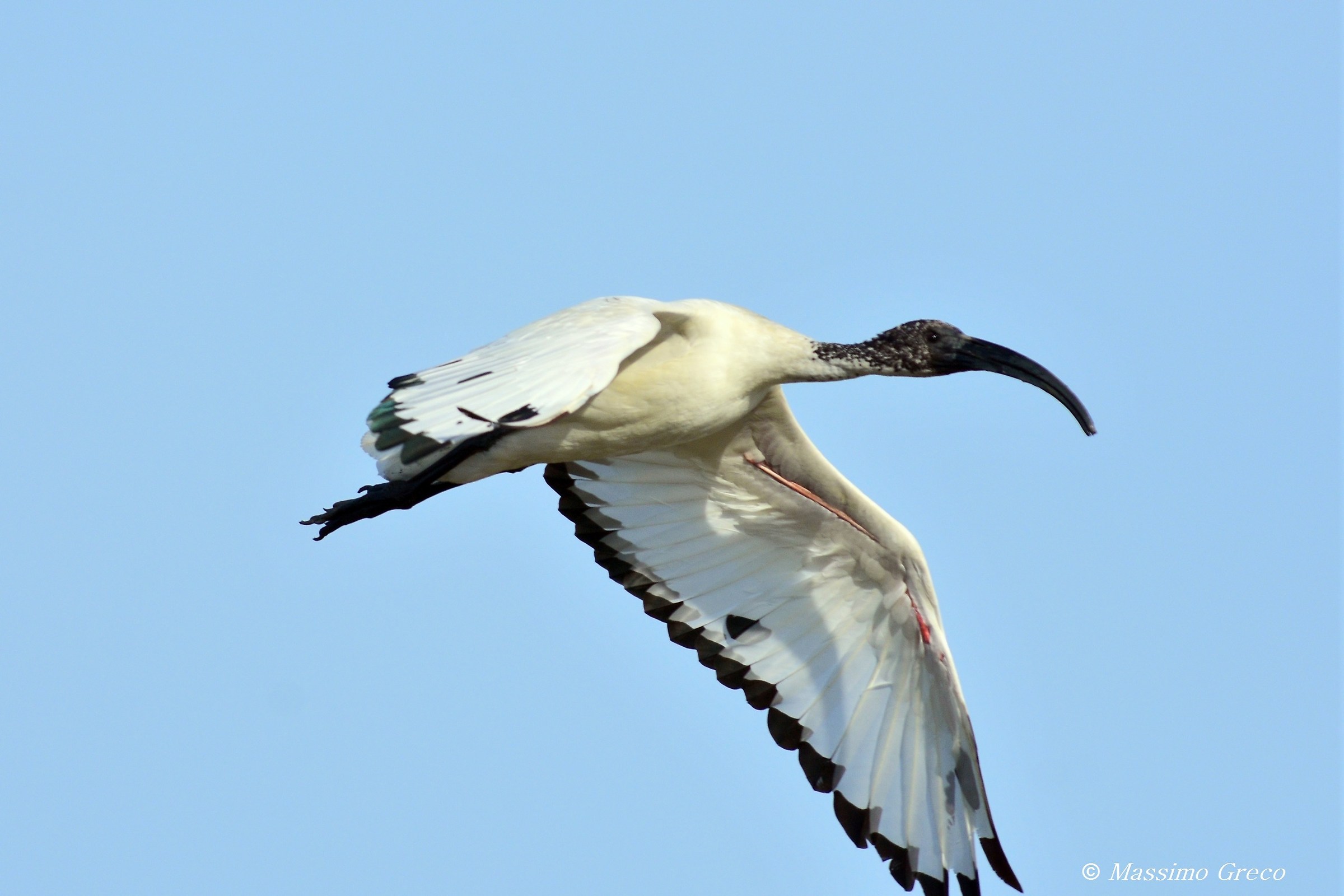 Ibis sacro (Threskiornis aethiopicus)