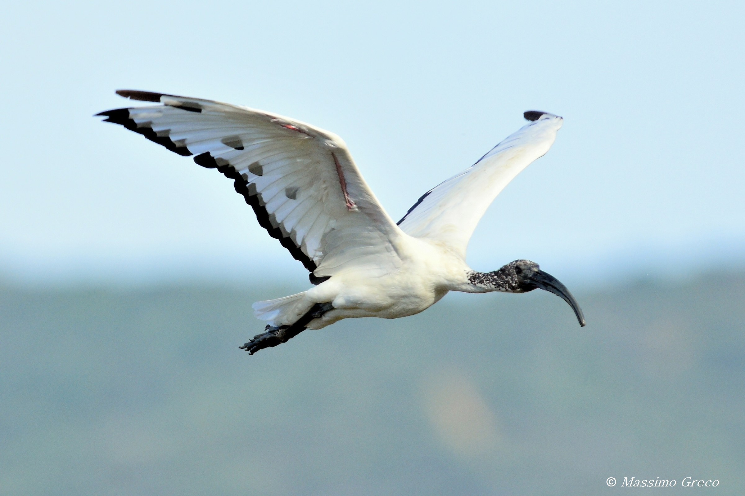 Ibis sacro (Threskiornis aethiopicus)