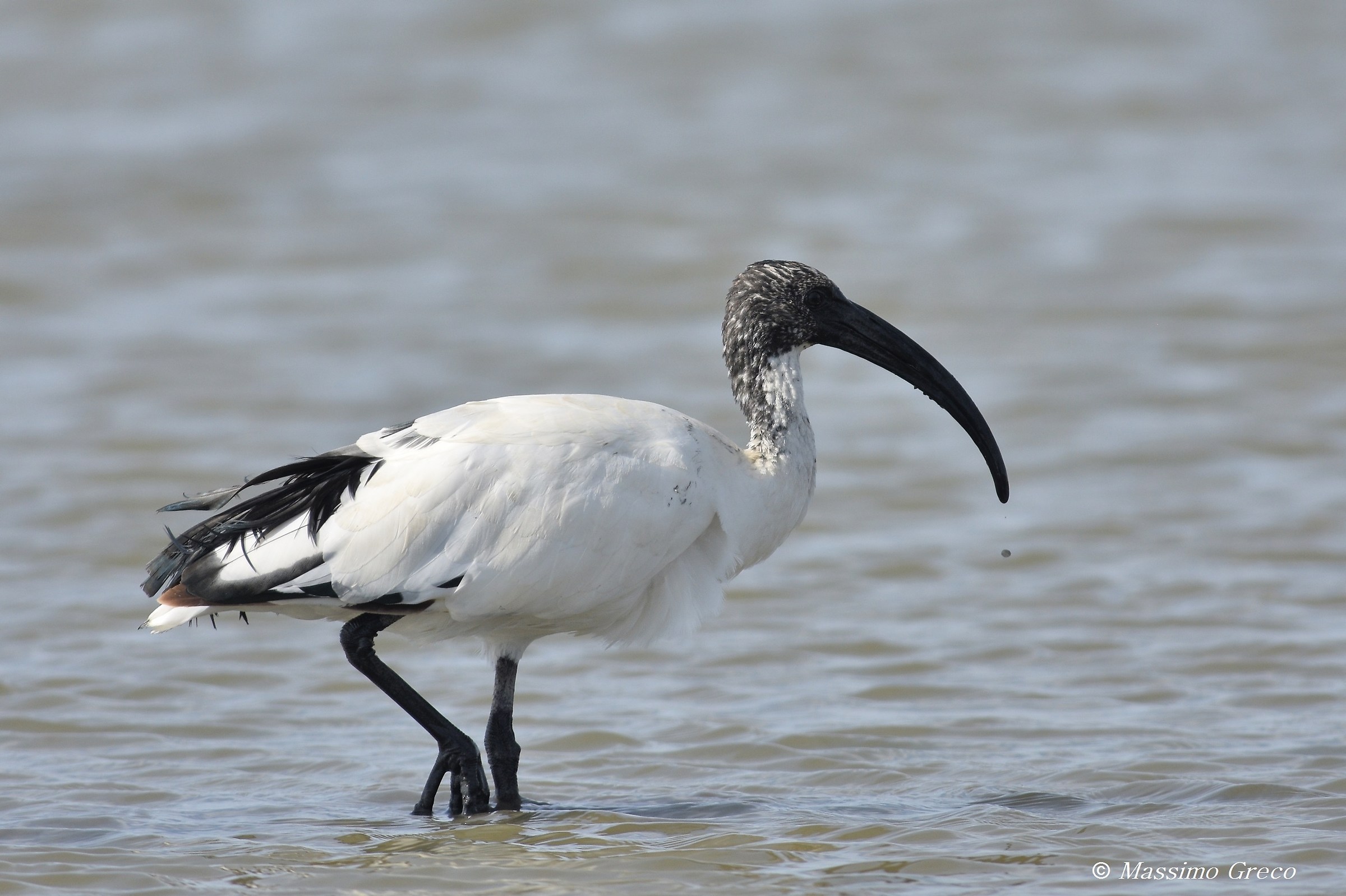 Sacred Ibis (Threskiornis aethiopicus)