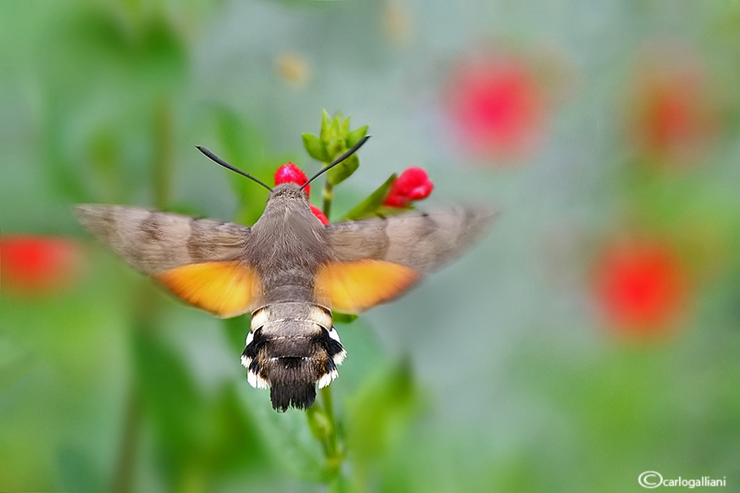 Macroglossum stellatarum lato B