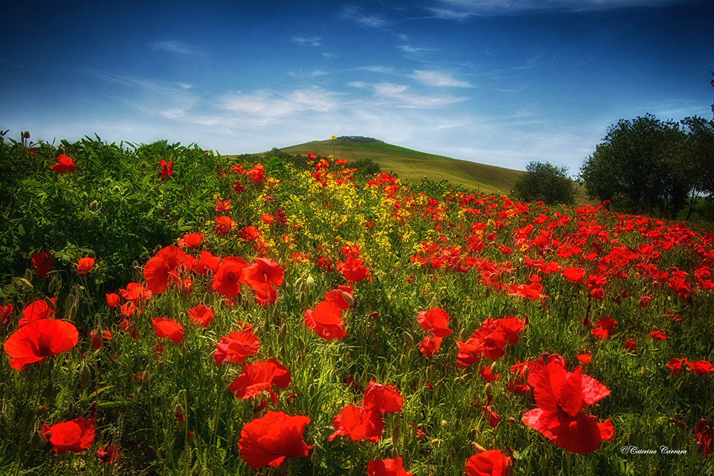 You know the poppies, they are high high...